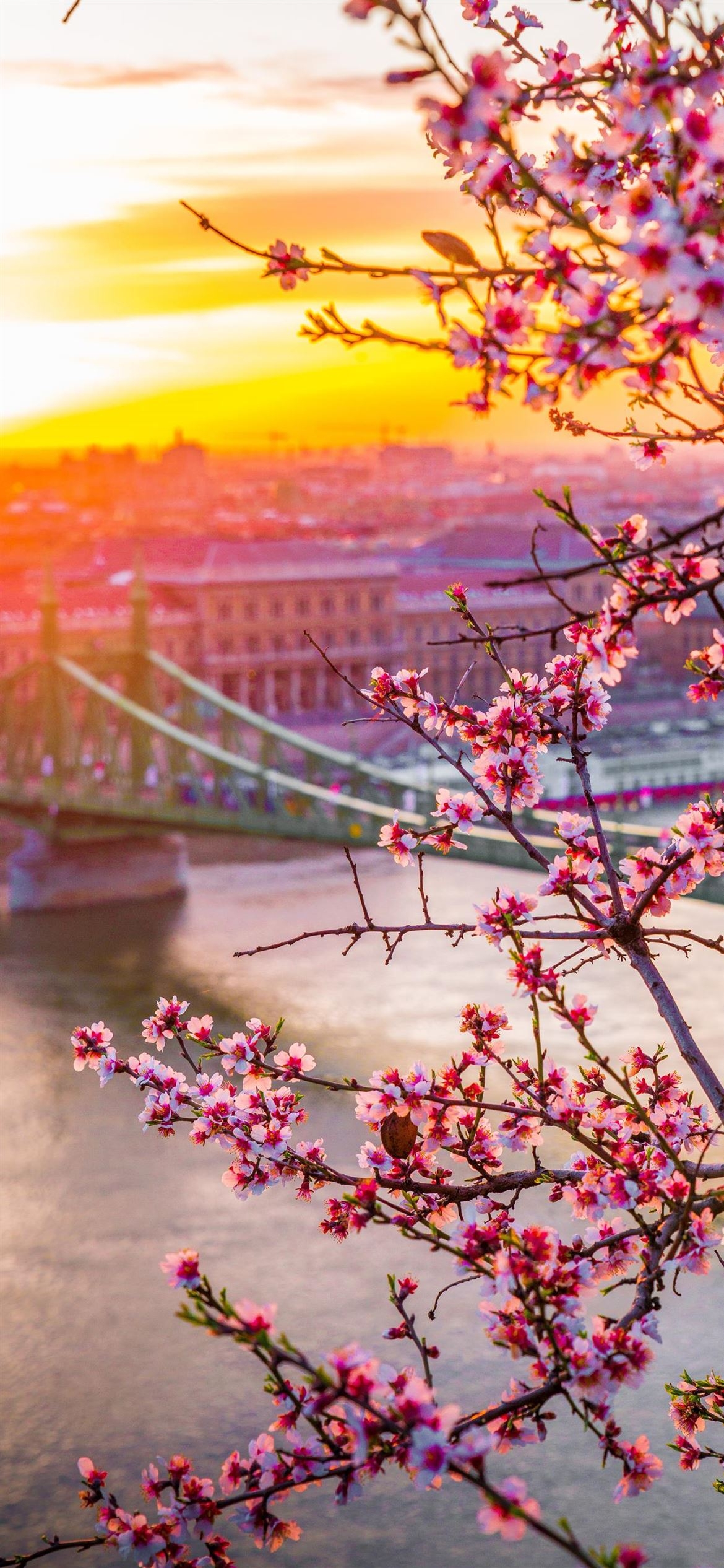 1170x2540 Liberty bridge in Hungary Spring edition iPhone Wallpaper Free Download, Phone