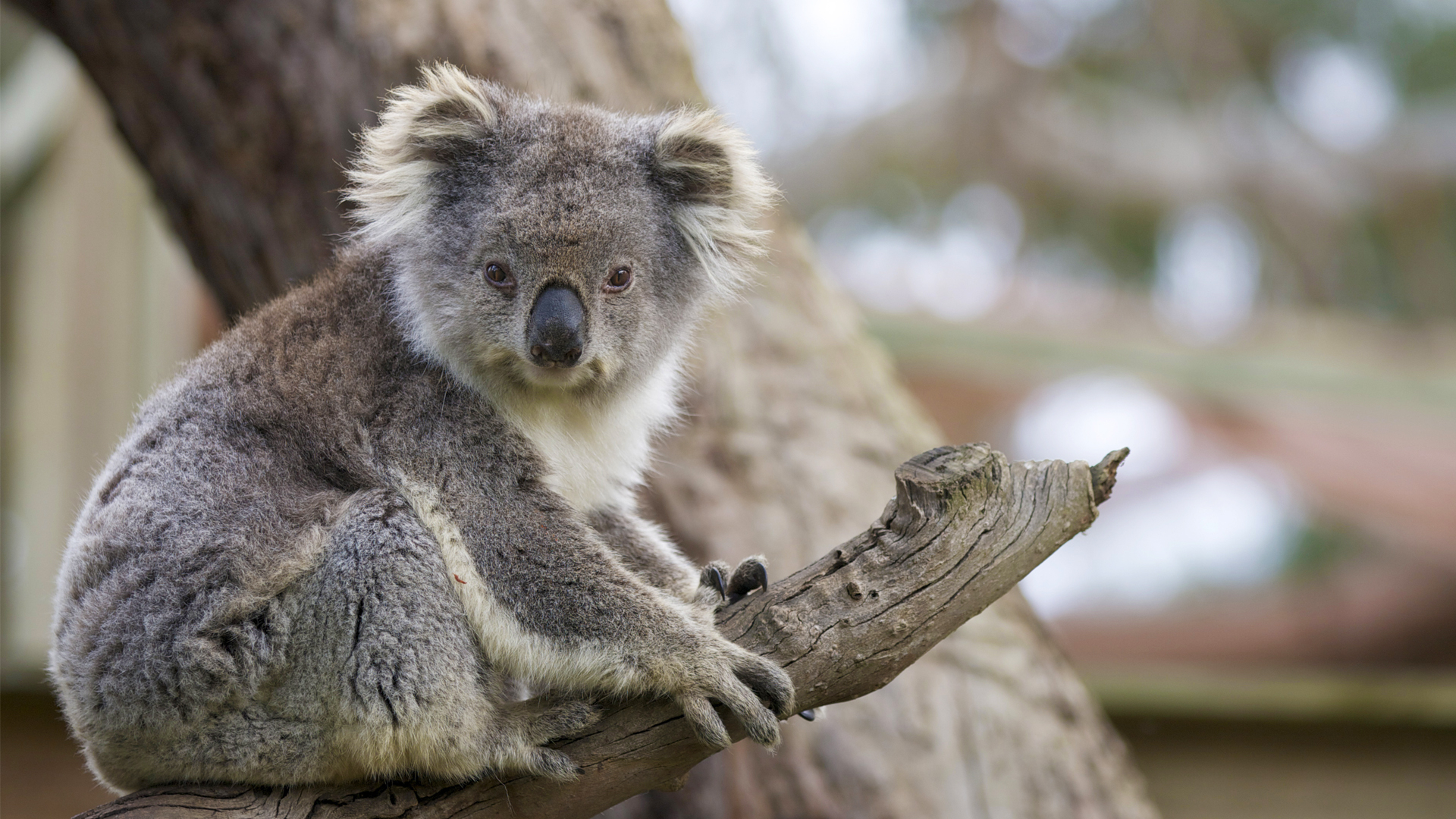 1920x1080 Koala. San Diego Zoo Animals & Plants, Desktop