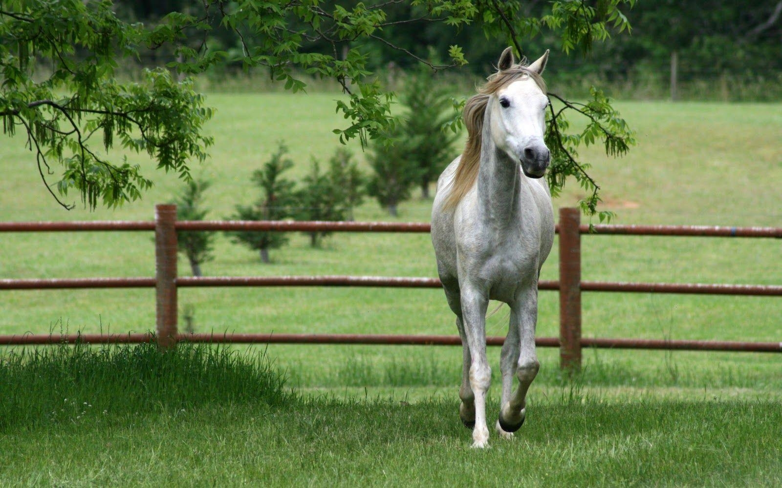 1600x1000 HD Animals Wallpaper: Wild Horses Wallpaper, Desktop