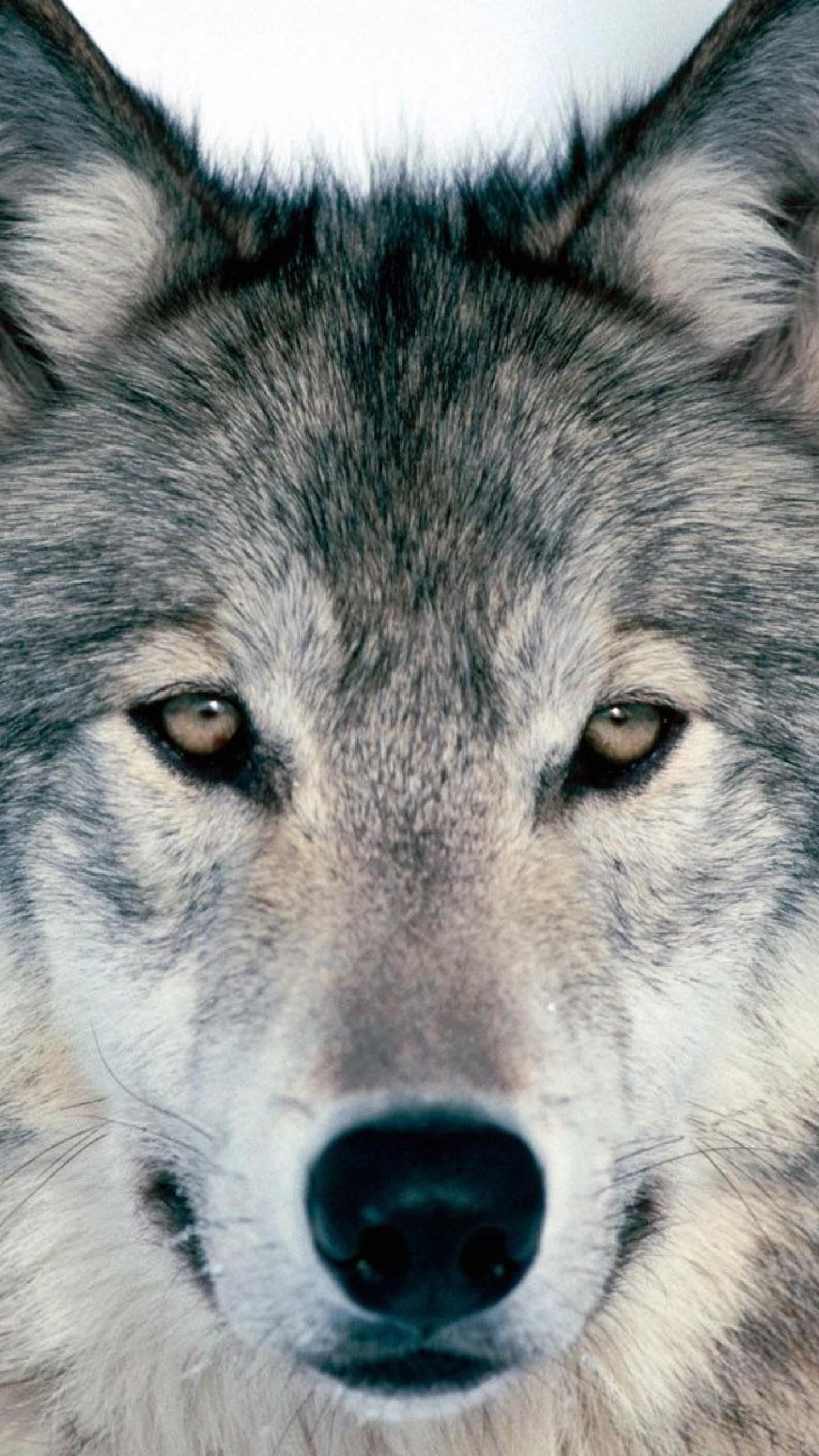 1440x2560 Wolf Wallpaper for iPhone, Phone