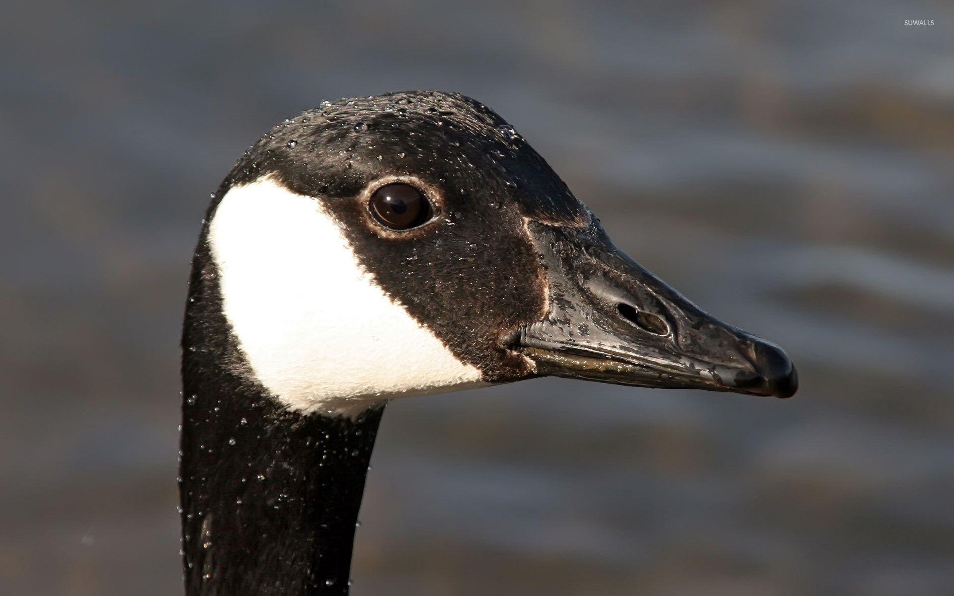 1920x1200 Canadian Goose wallpaper wallpaper, Desktop