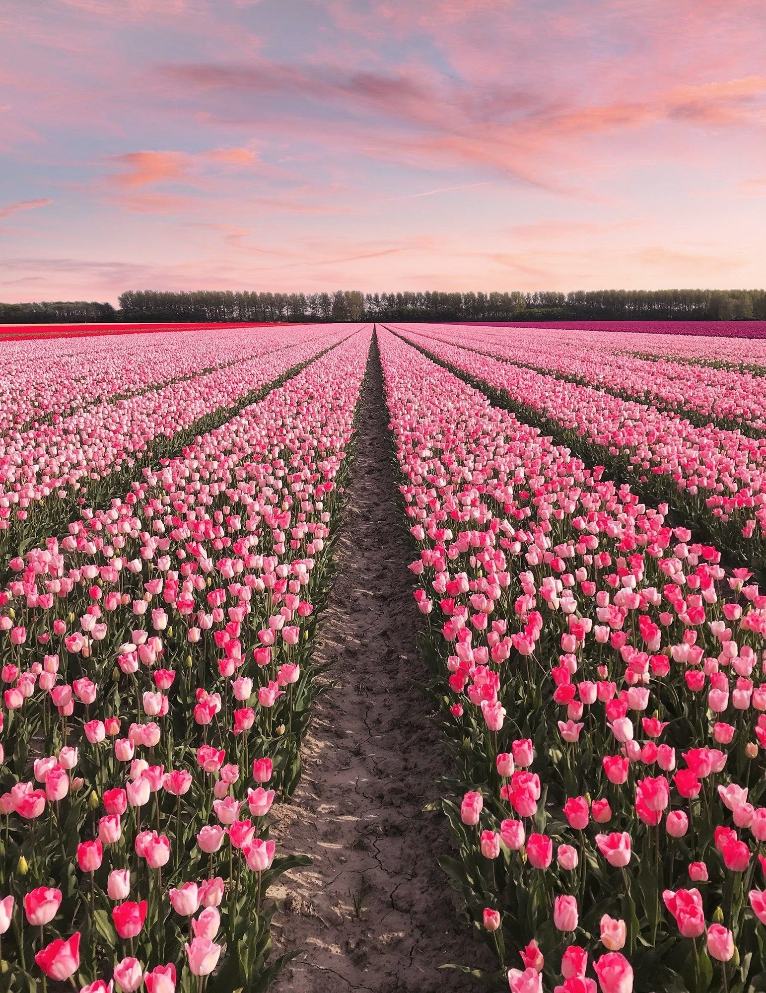 1550x2000 Tulips garden Wallpaper Download, Phone