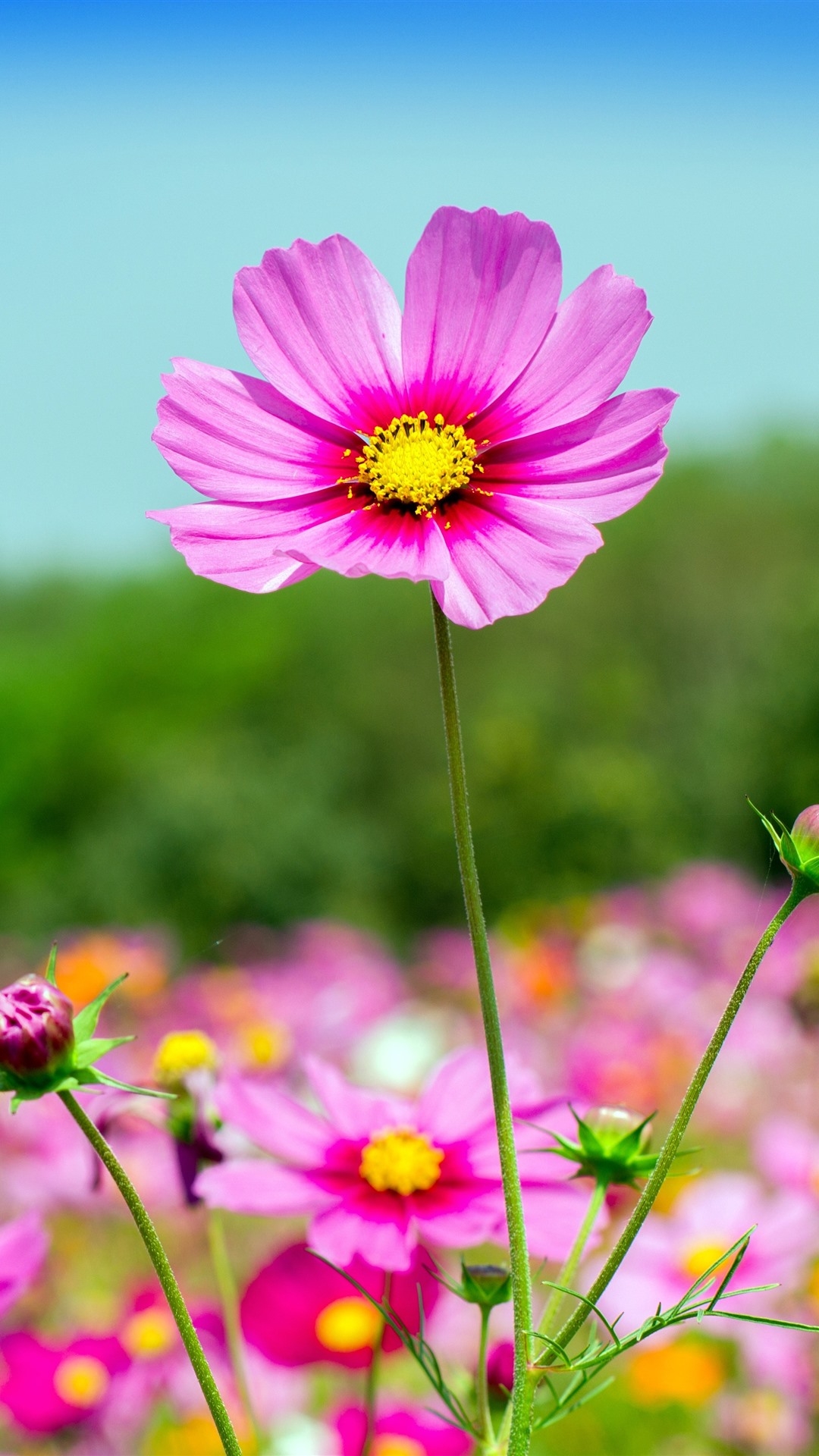 1080x1920 Pink Cosmos Flowers, Summer 1242x2688 IPhone 11 Pro XS Max Wallpaper, Background, Picture, Image, Phone