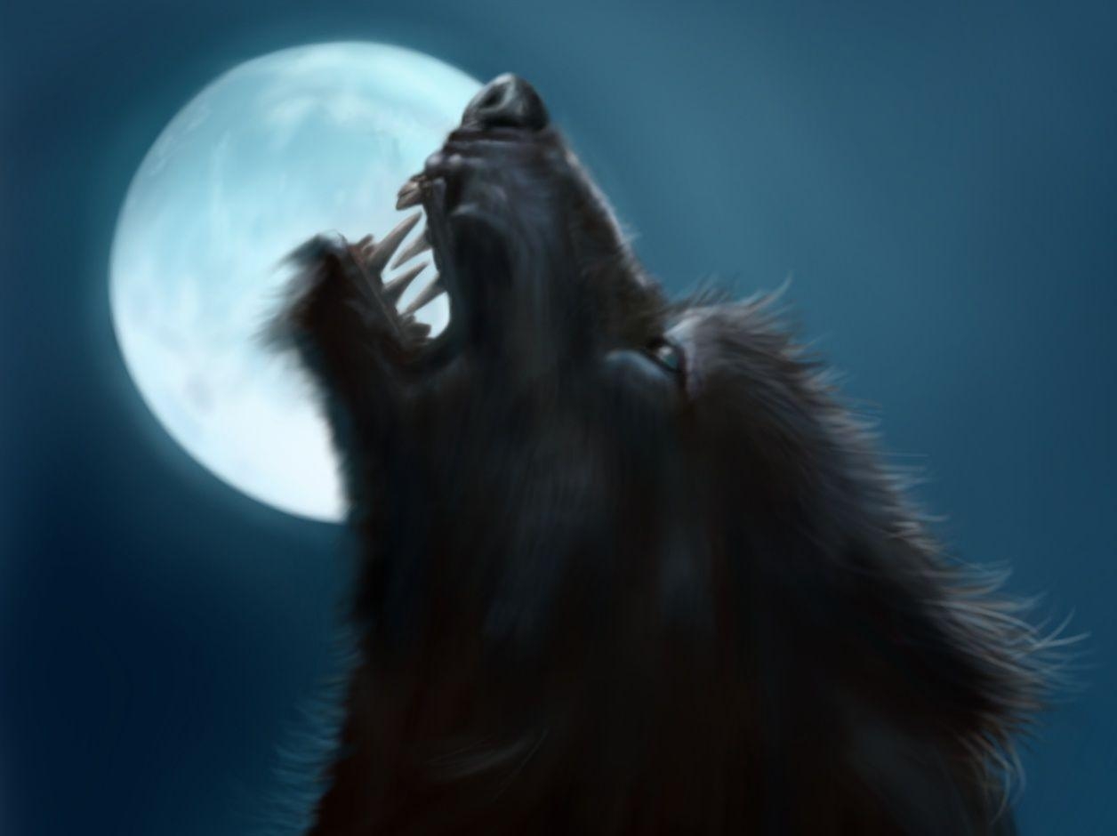 1260x940 we are werewolfs ! image werewolf HD wallpaper and background, Desktop