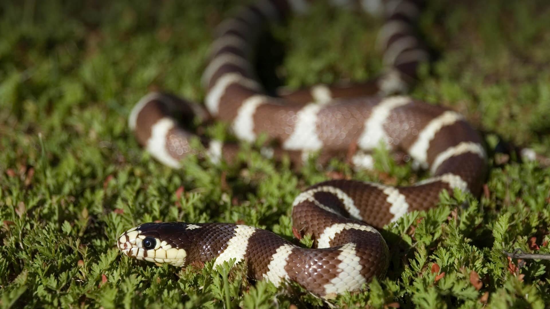 1920x1080 Kingsnake. San Diego Zoo Animals & Plants, Desktop