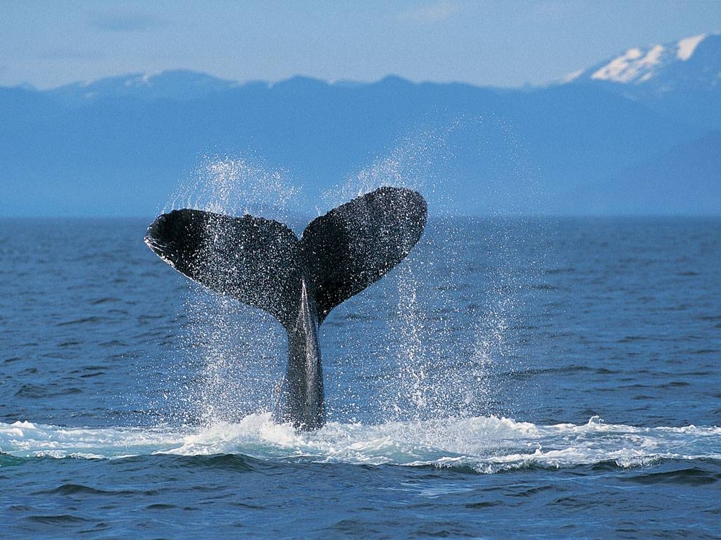 1030x770 Humpback Whale Wallpaper Wallpaper Inn, Desktop