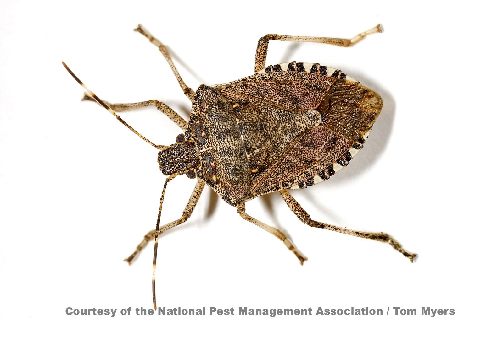 1550x1080 Stink Bug wallpaper, Animal, HQ Stink Bug pictureK, Desktop