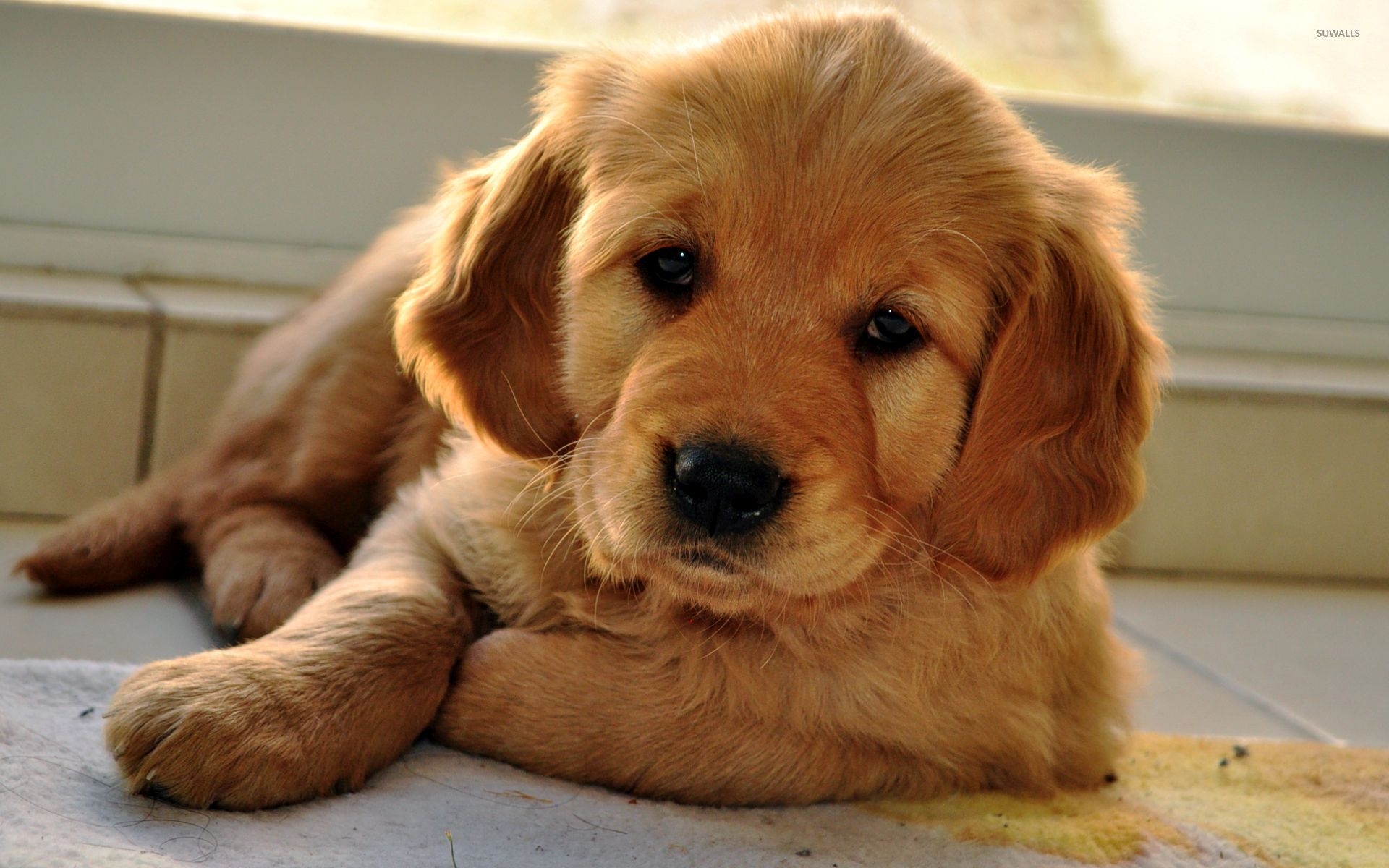 1920x1200 Golden Retriever puppy [6] wallpaper wallpaper, Desktop