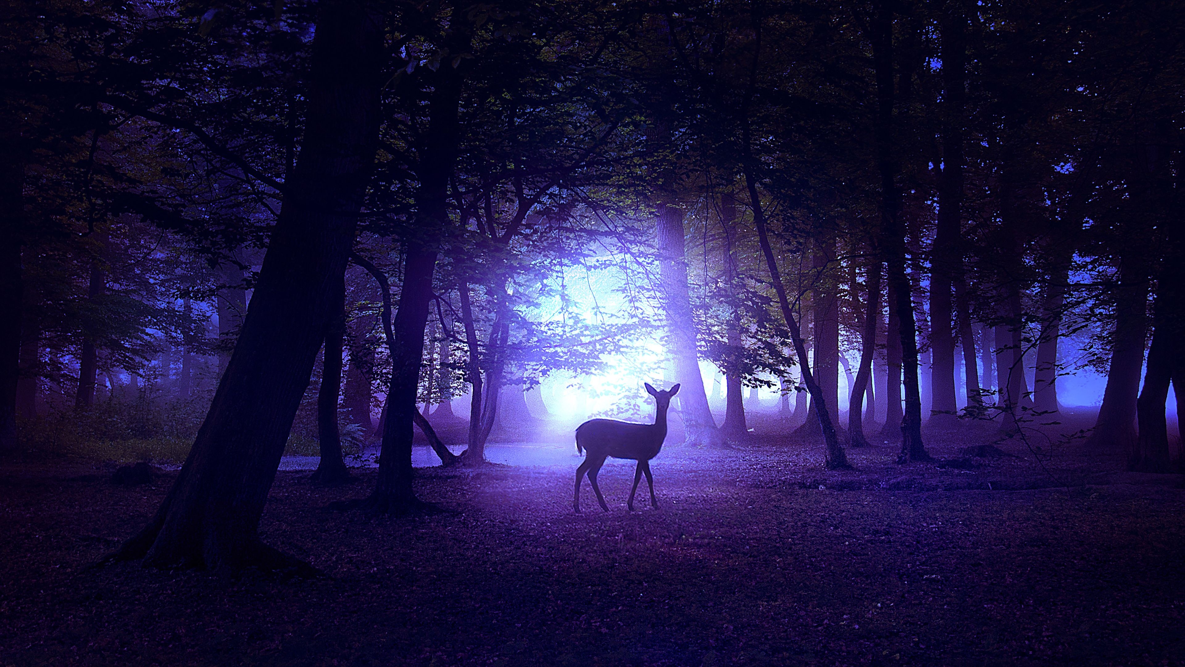 3840x2160 Deer in Night 4K Wallpaper, Desktop