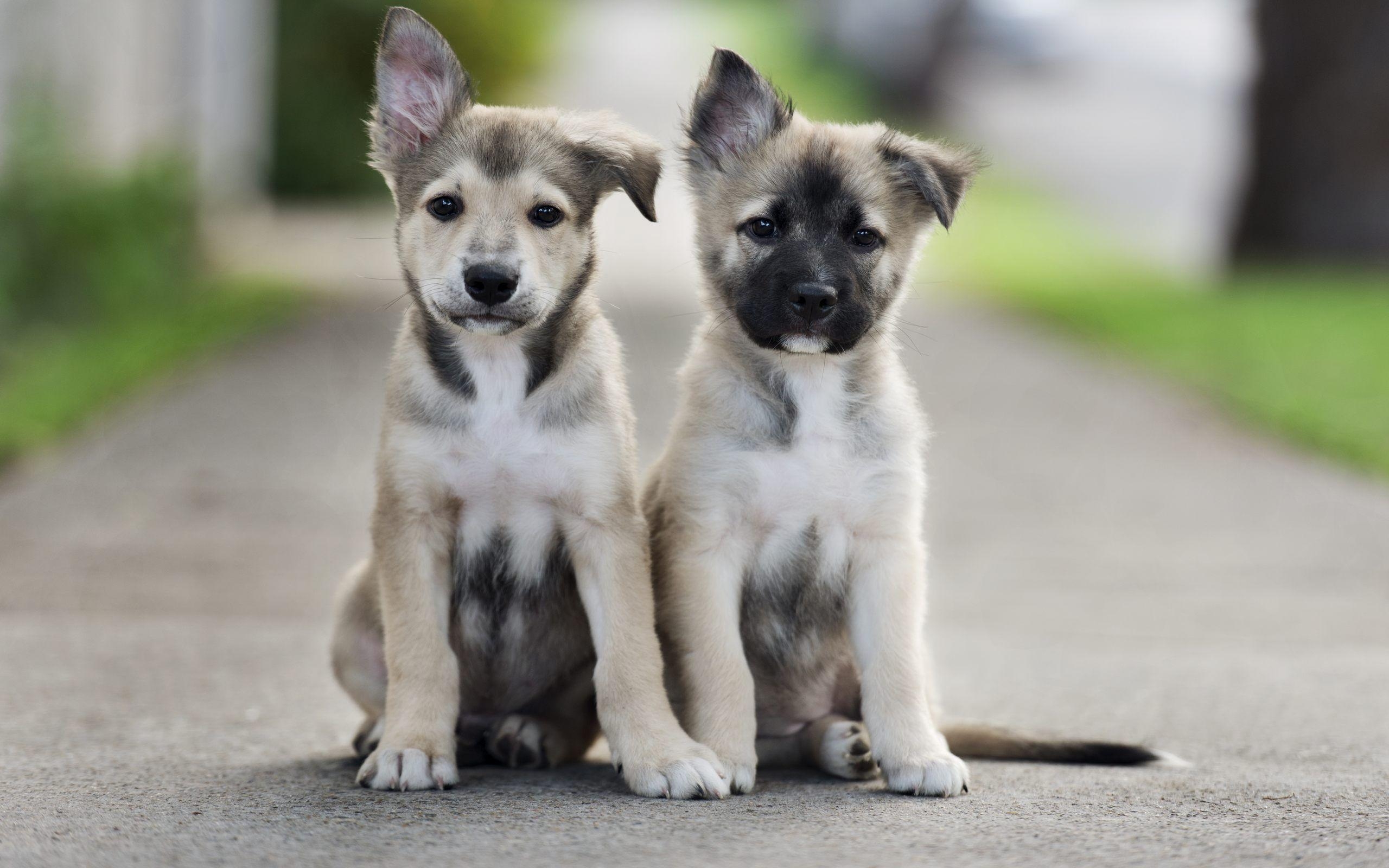 2560x1600 Cute Puppies Wallpaper Free for Desktop Background Animal Puppy, Desktop