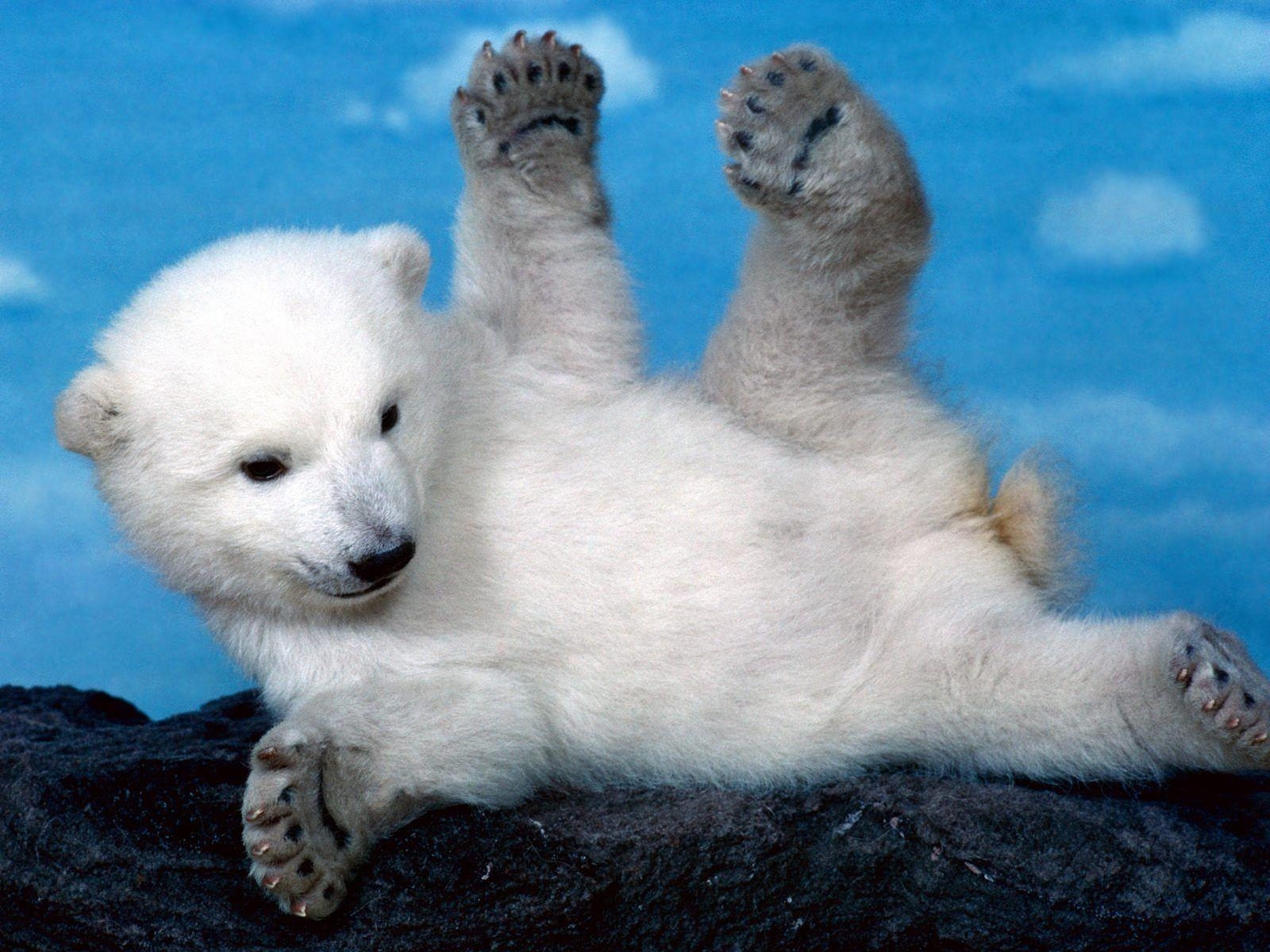 1600x1200 Whoops Polar Bear Wallpaper Bears Animals, Desktop