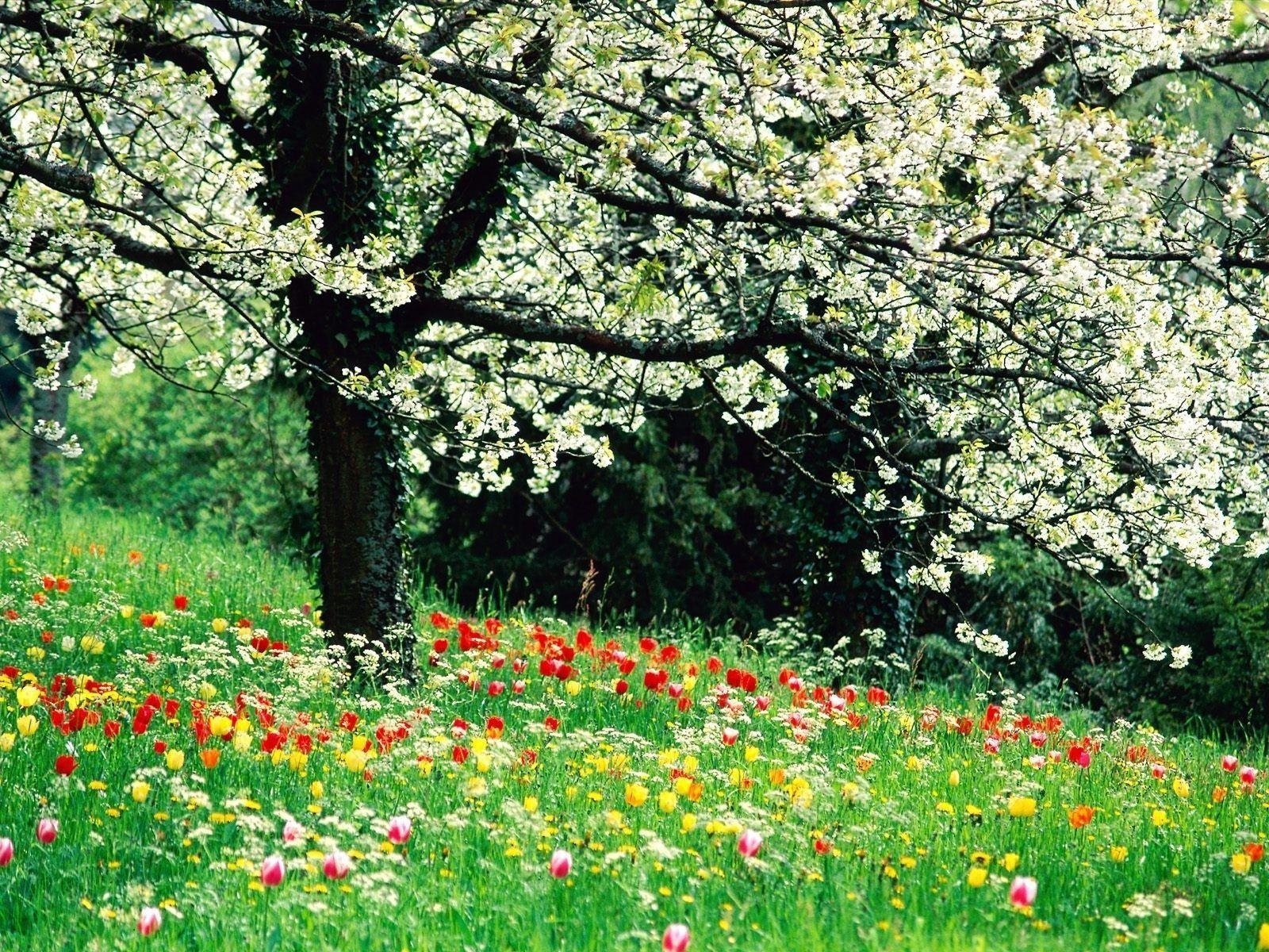 1600x1200 Flowers For > Spring Flowers Picture Wallpaper, Desktop