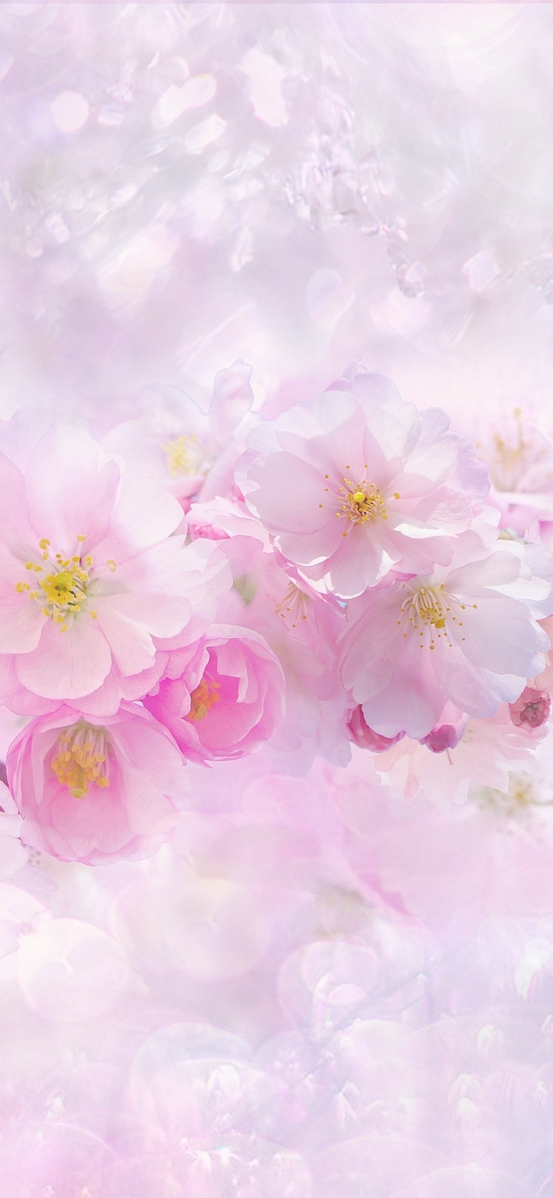 1080x2340 Cherry blossom Wallpaper 4K, Pink flowers, Cherry tree, Nature, Flowers, Phone