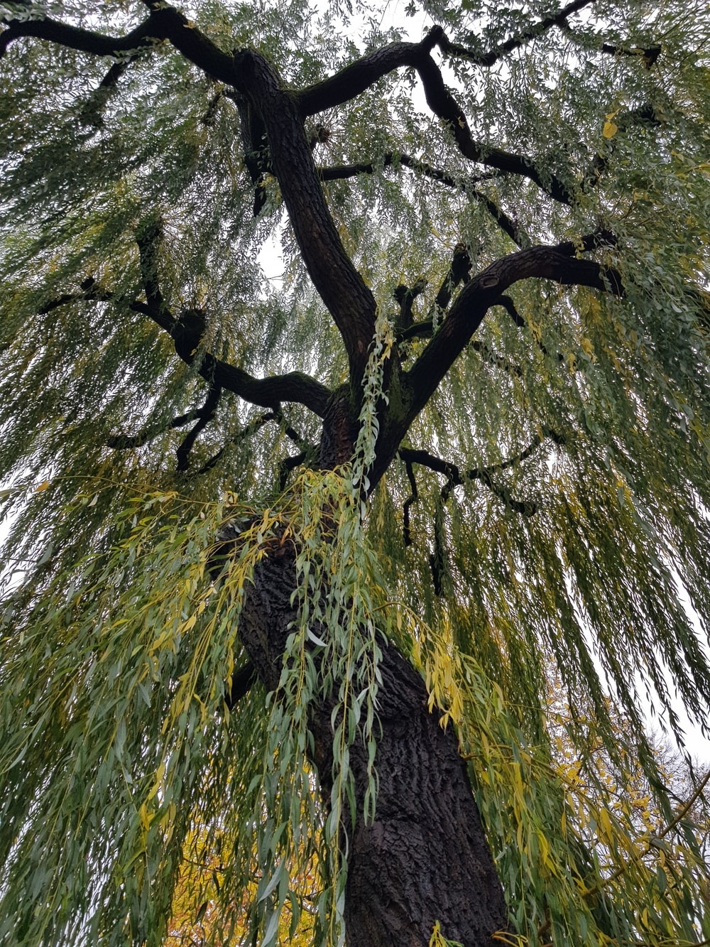 1000x1340 Weeping Willow Picture. Download Free Image, Phone