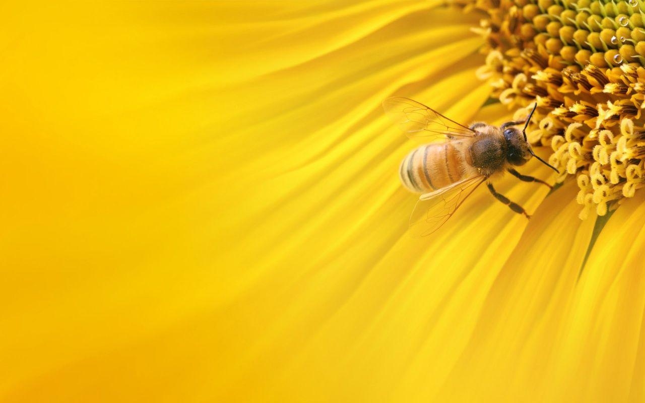 1280x800 Honey Bees Wallpaper. Stunning Honey Bees Picture. Wallpaper, Desktop