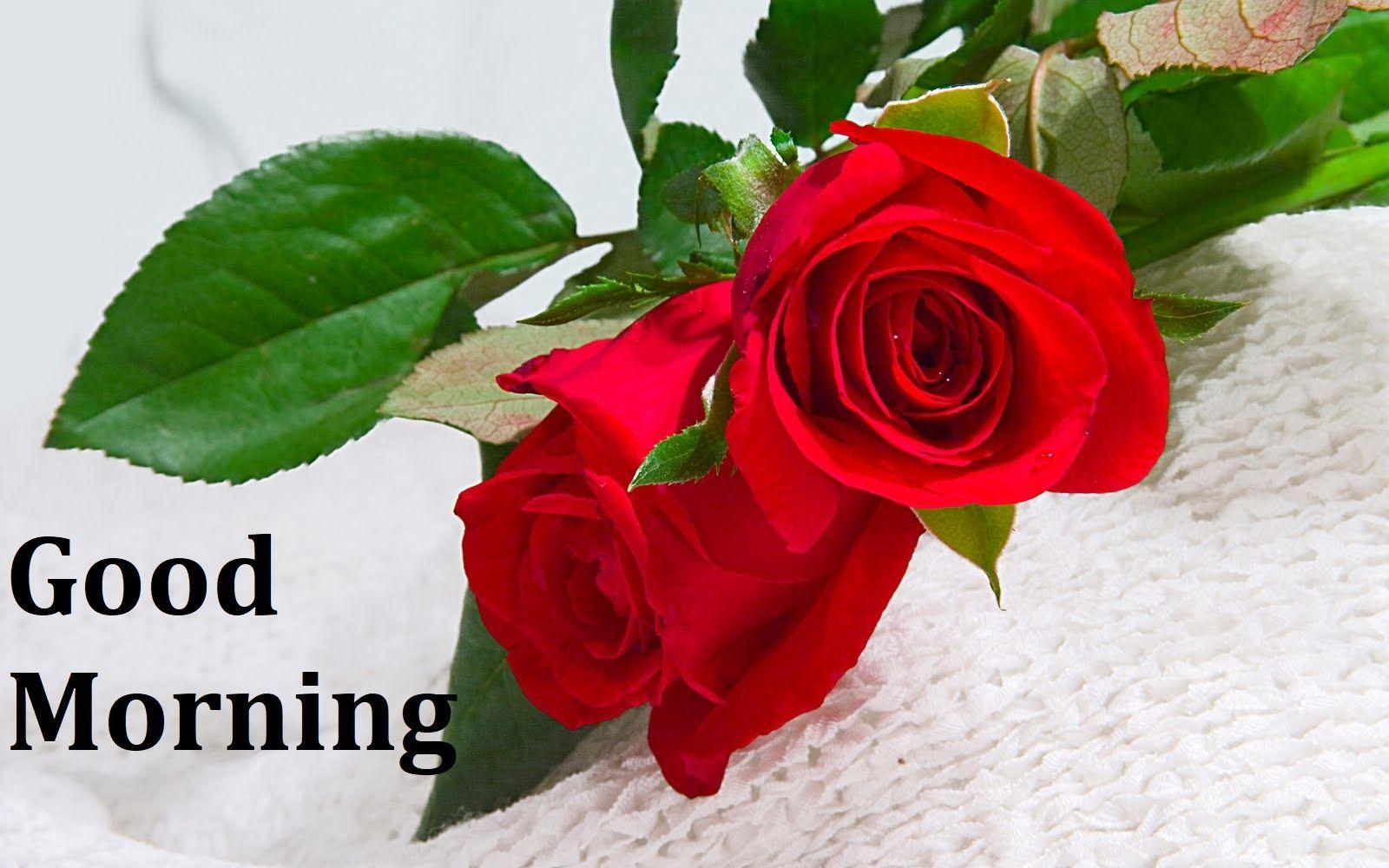 1600x1000 Beautiful Good Morning Rose Image, Desktop