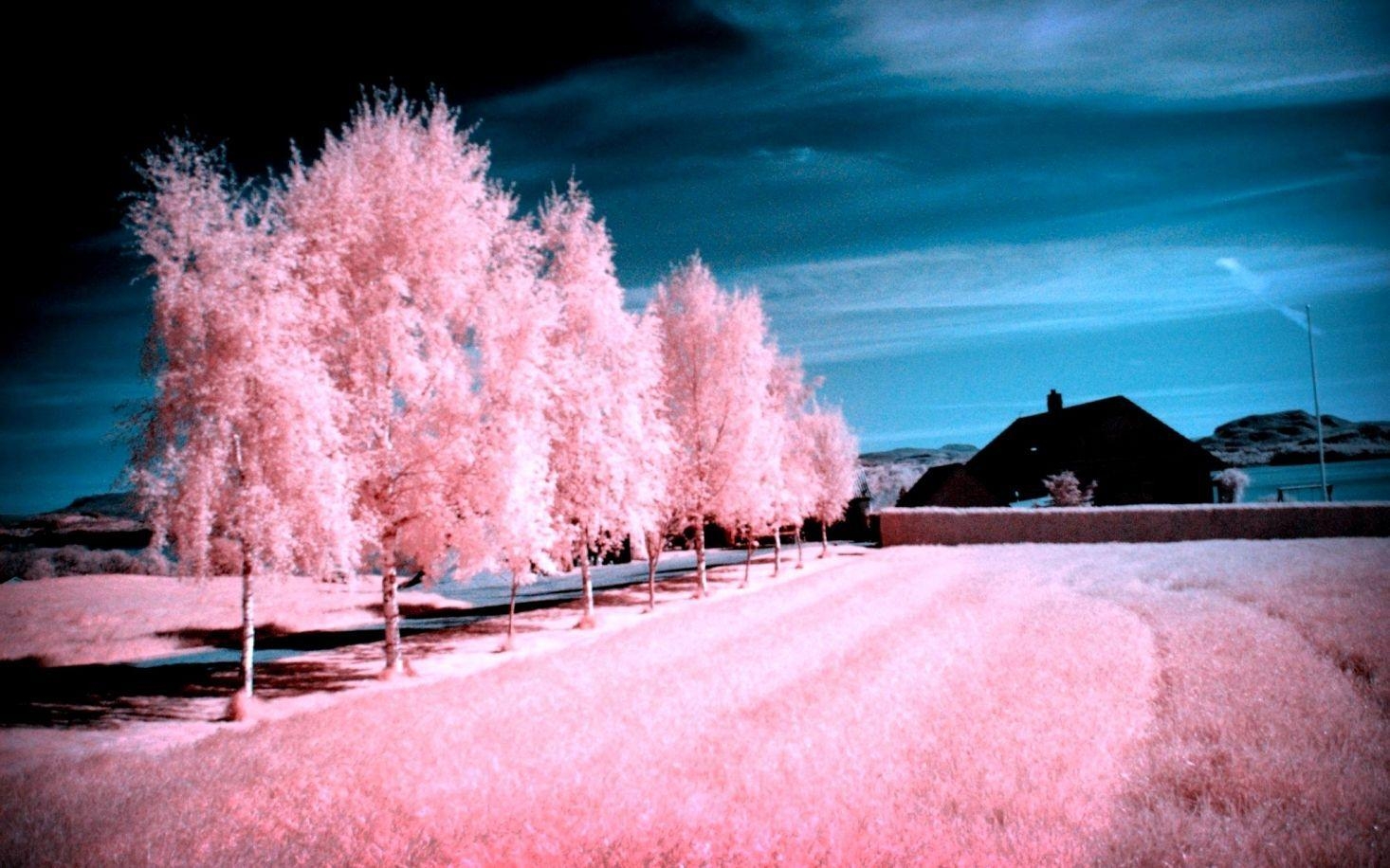 1470x920 Pink Winter Wallpaper Free Pink Winter Background, Desktop