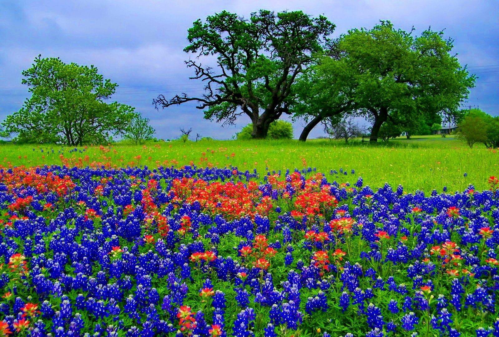 1600x1080 Flowers: Pretty Sky Lovely Meadow Spring Trees Flowers Summer, Desktop