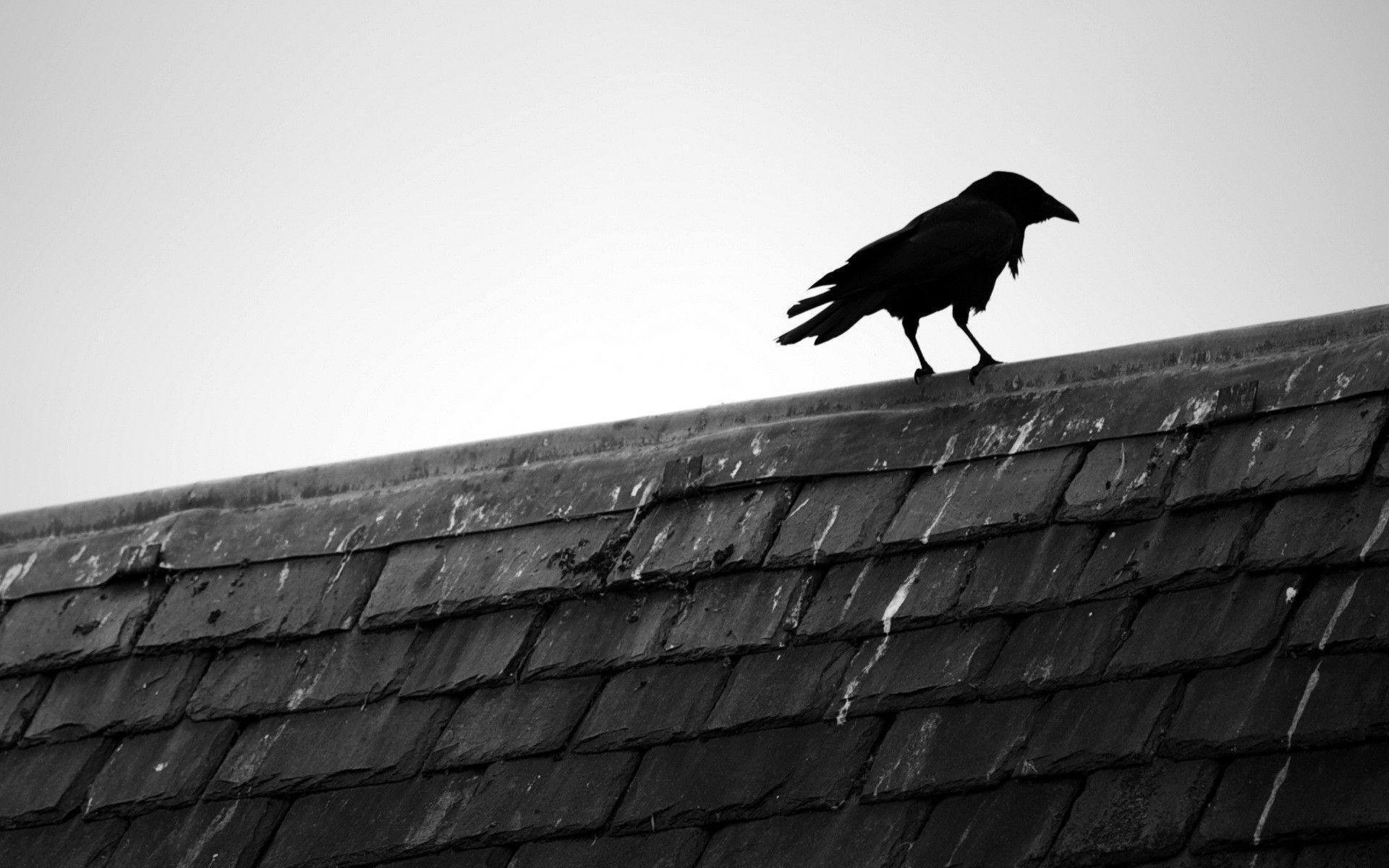 1920x1200 Raven On A Rooftop wallpaper, Desktop