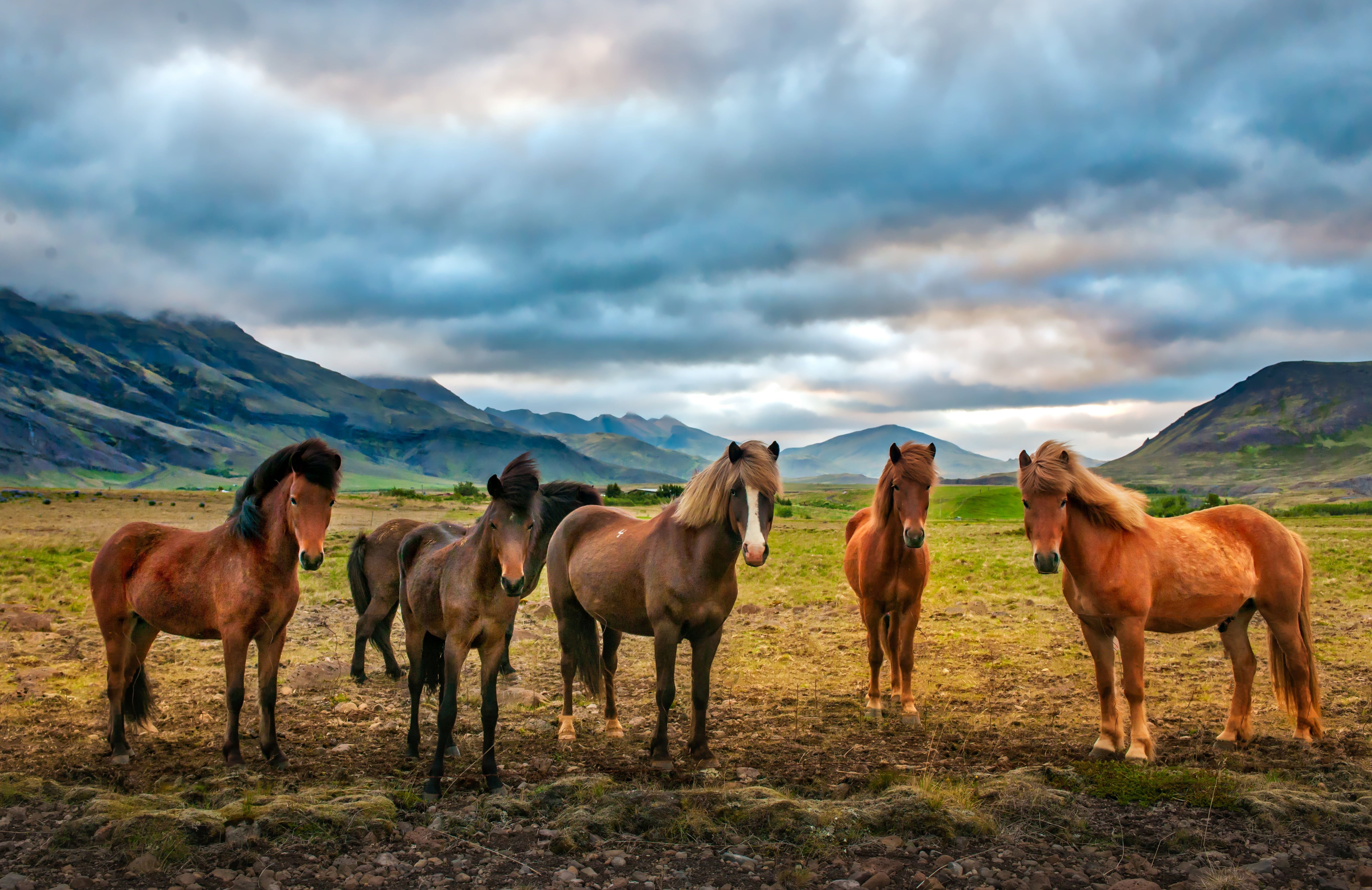 5360x3480 Iceland Horse Wallpaper Free Iceland Horse Background, Desktop