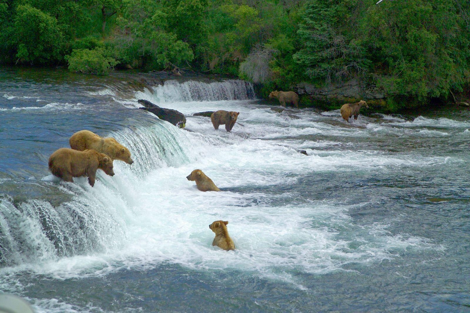 1600x1070 Bears at Brooks River Falls Katmai National Park Picture, Desktop