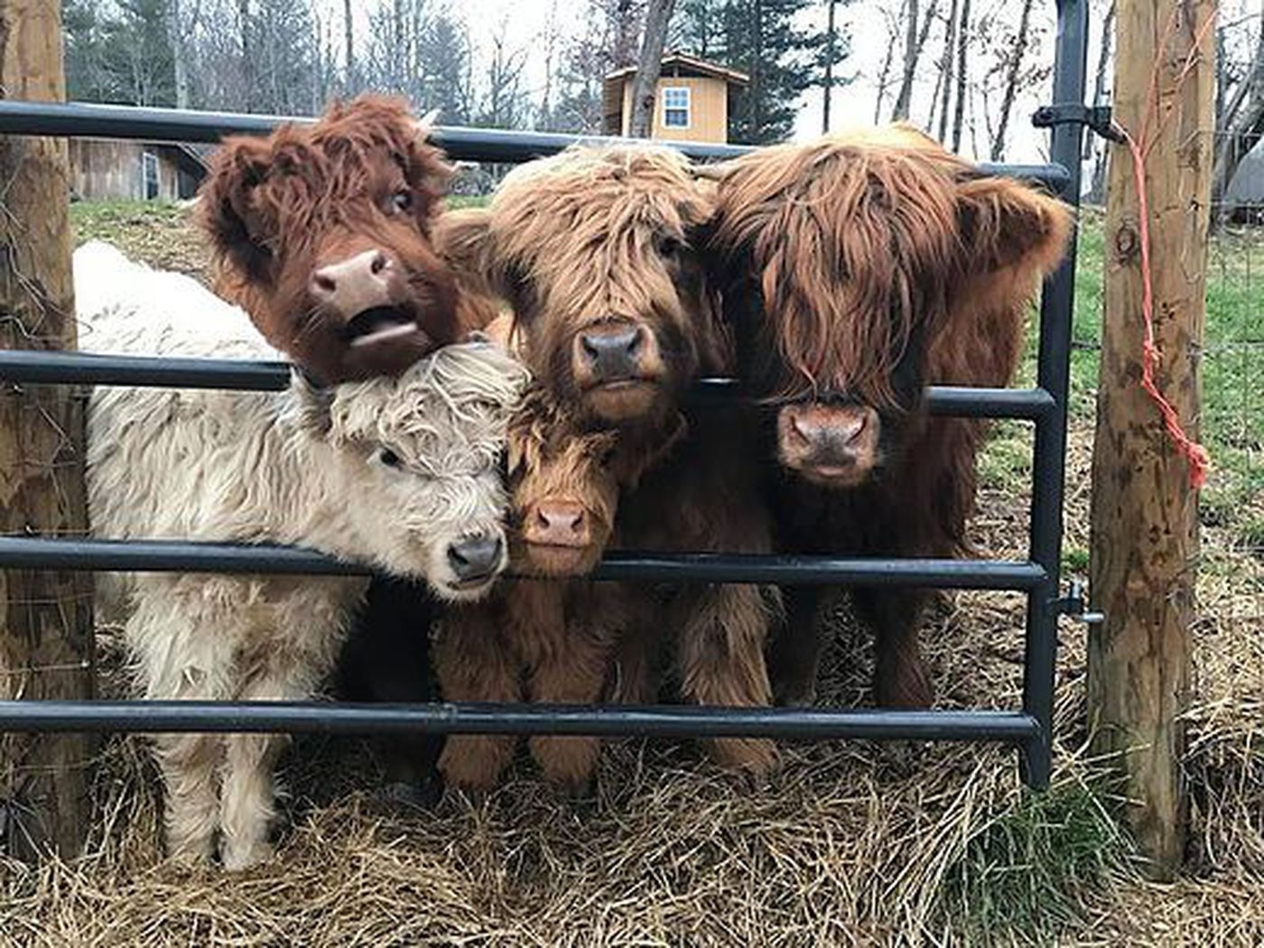 1400x1050 ADORABLE: Injured baby cow survives with lots of TLC from humans, dogs, Desktop