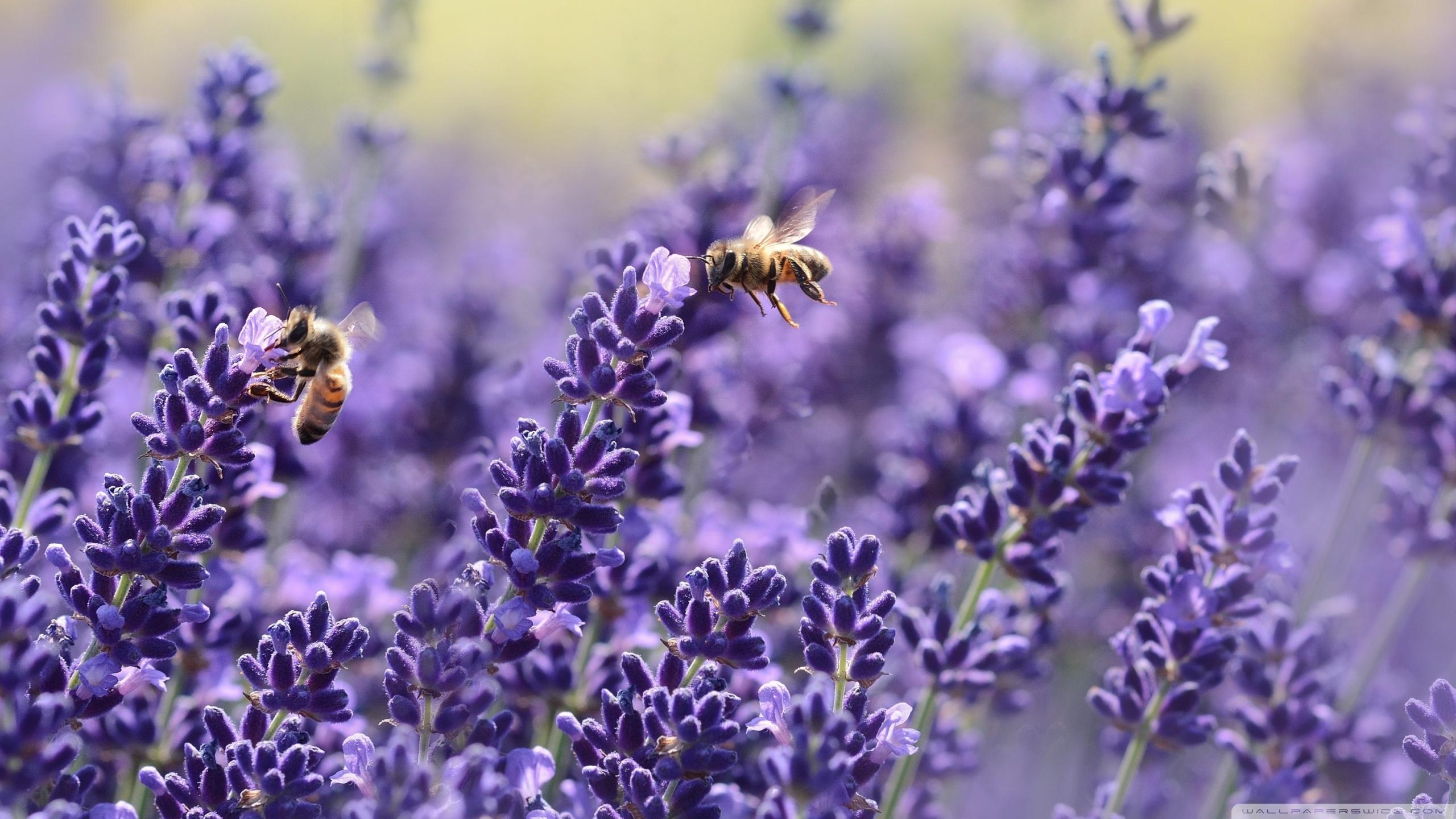 2560x1440 Lavender bees 4k HD desktop wallpaper for ultra tv wide HD, Desktop