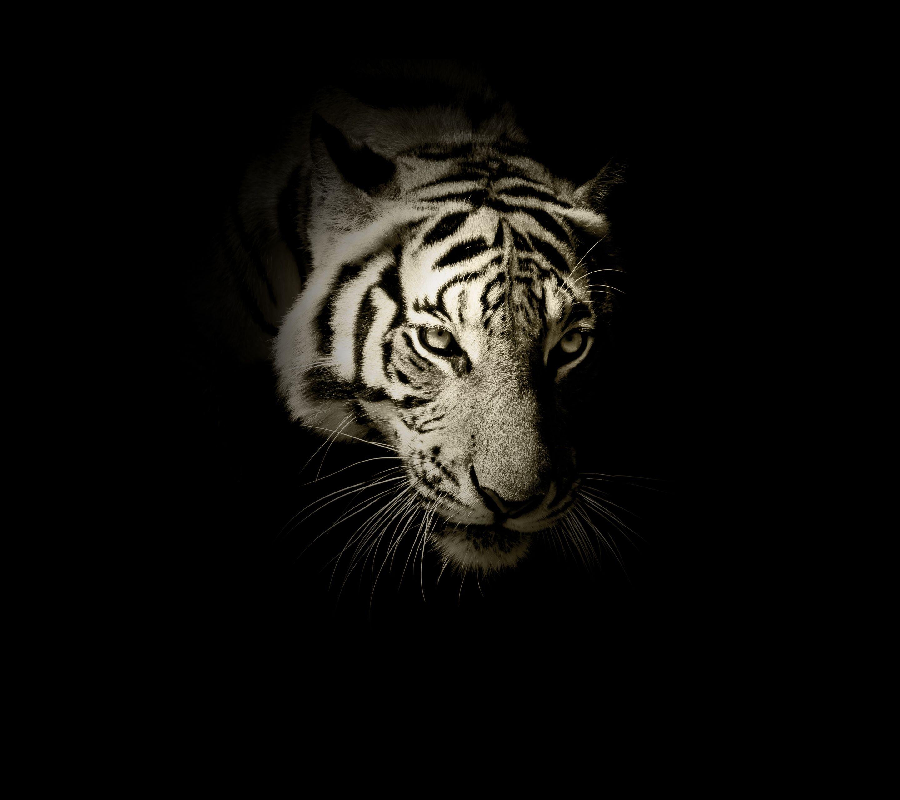 2880x2560 Black Tiger Wallpaper Free Black Tiger Background, Desktop