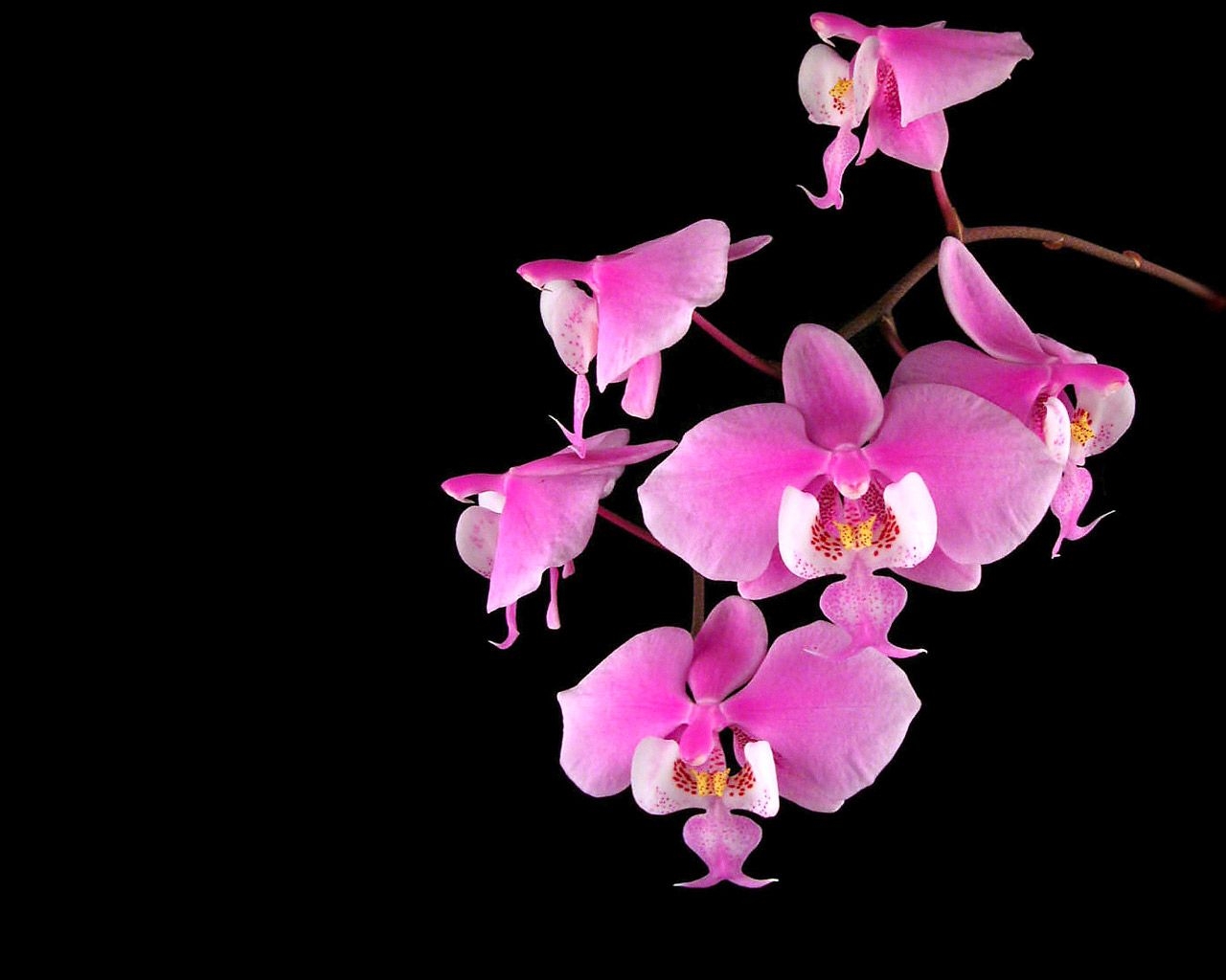 1280x1030 Category wallpaper. LS- Pink Orchid, Desktop