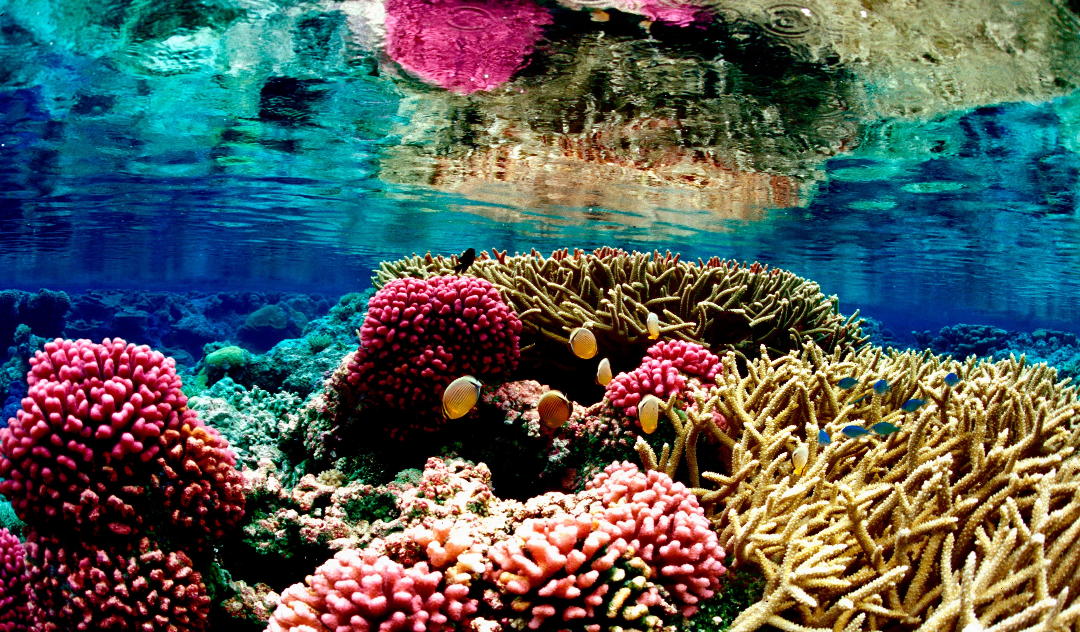 4100x2400 Coral Reef 4K Wallpaper Free Coral Reef 4K Background, Desktop