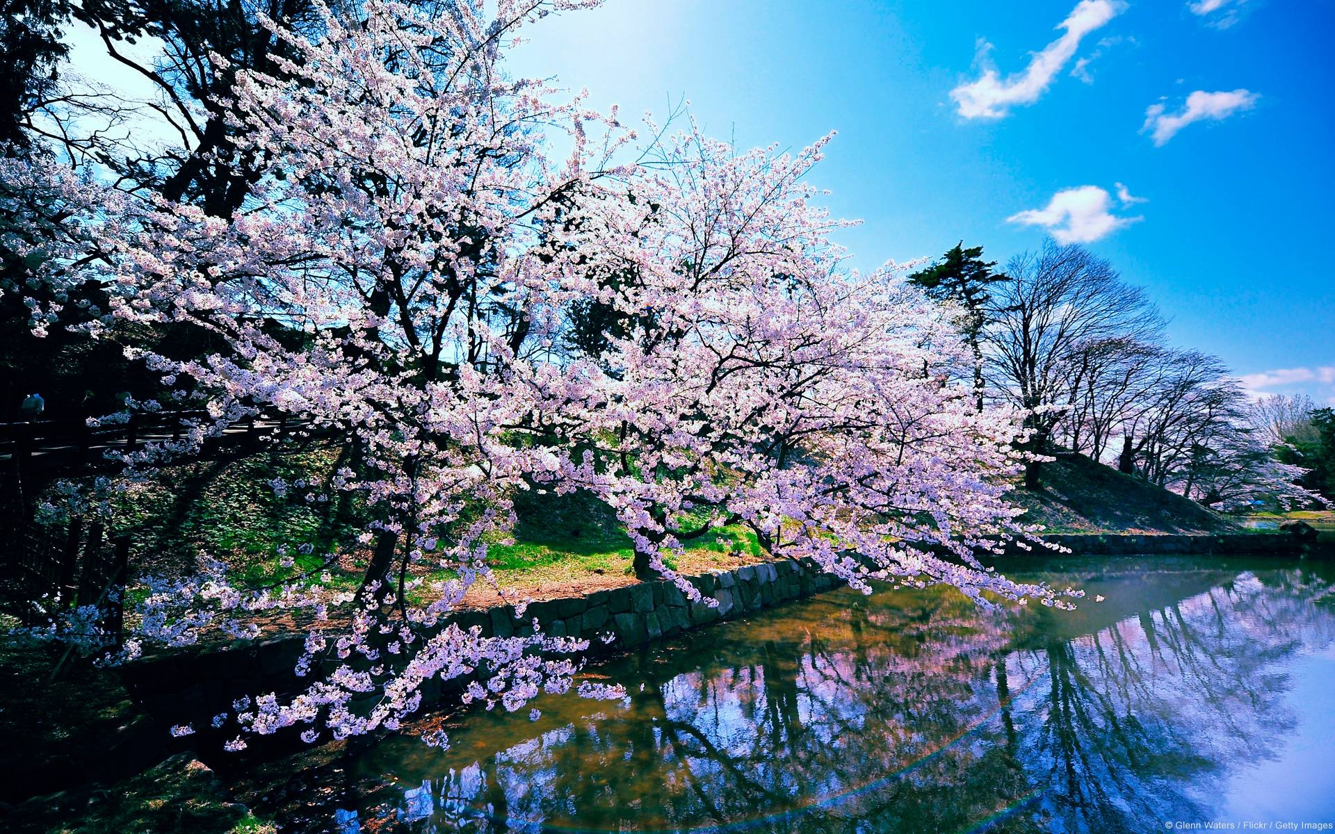 1920x1200 Cherry Blossom Trees Wallpaper, Desktop