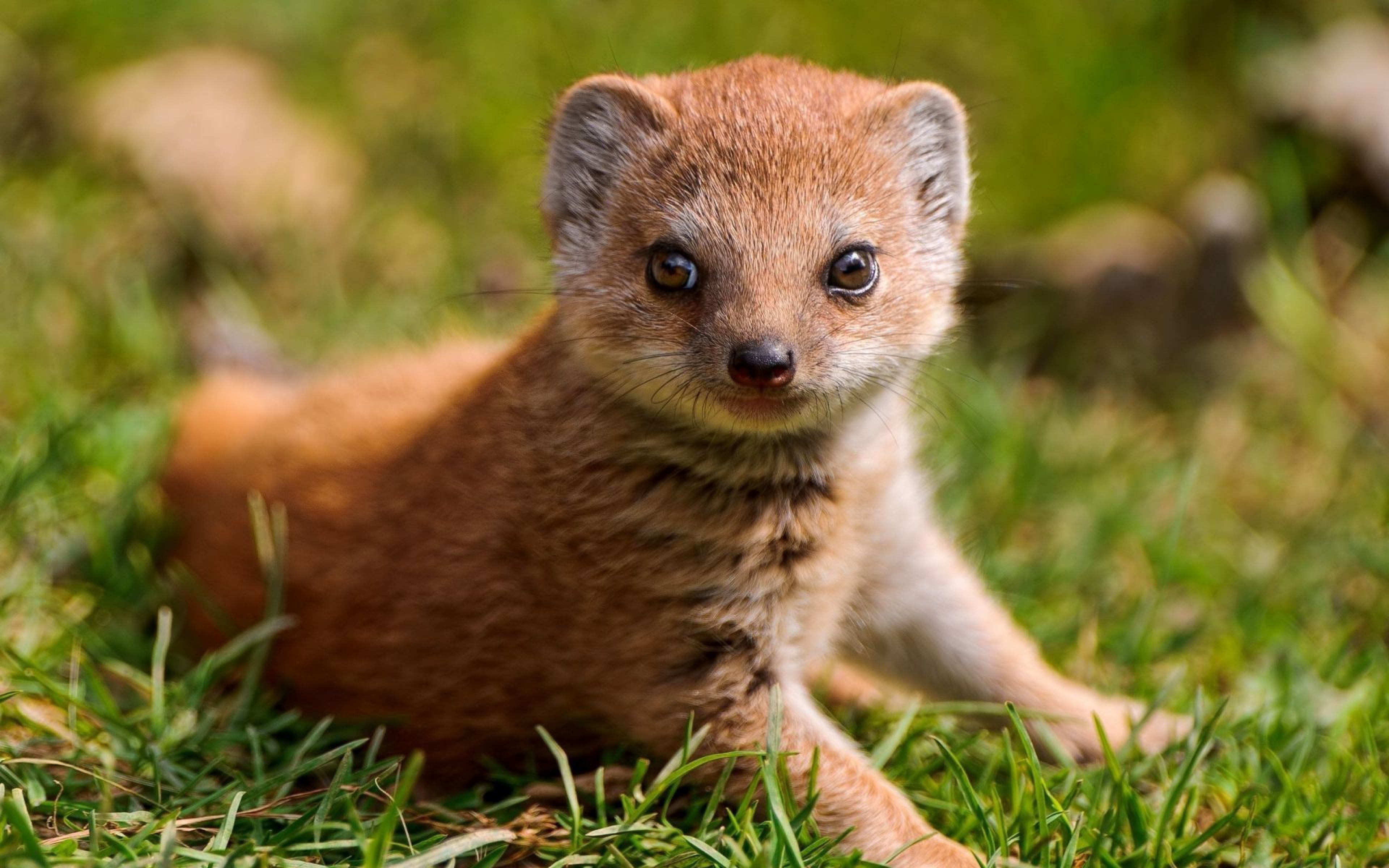 3840x2400 Mongoose Wallpaper. Mongoose, Desktop