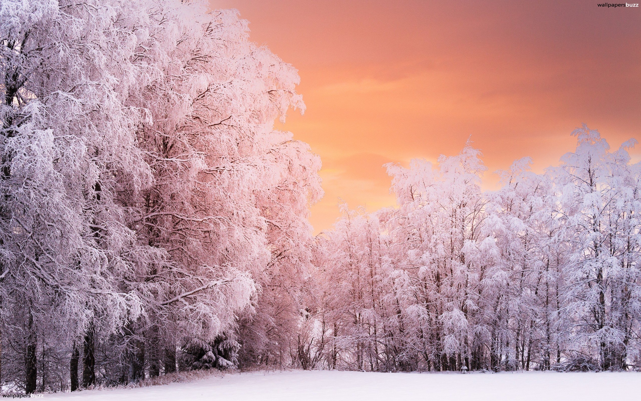 2560x1600 Aesthetic Wallpaper Laptop Winter, Desktop