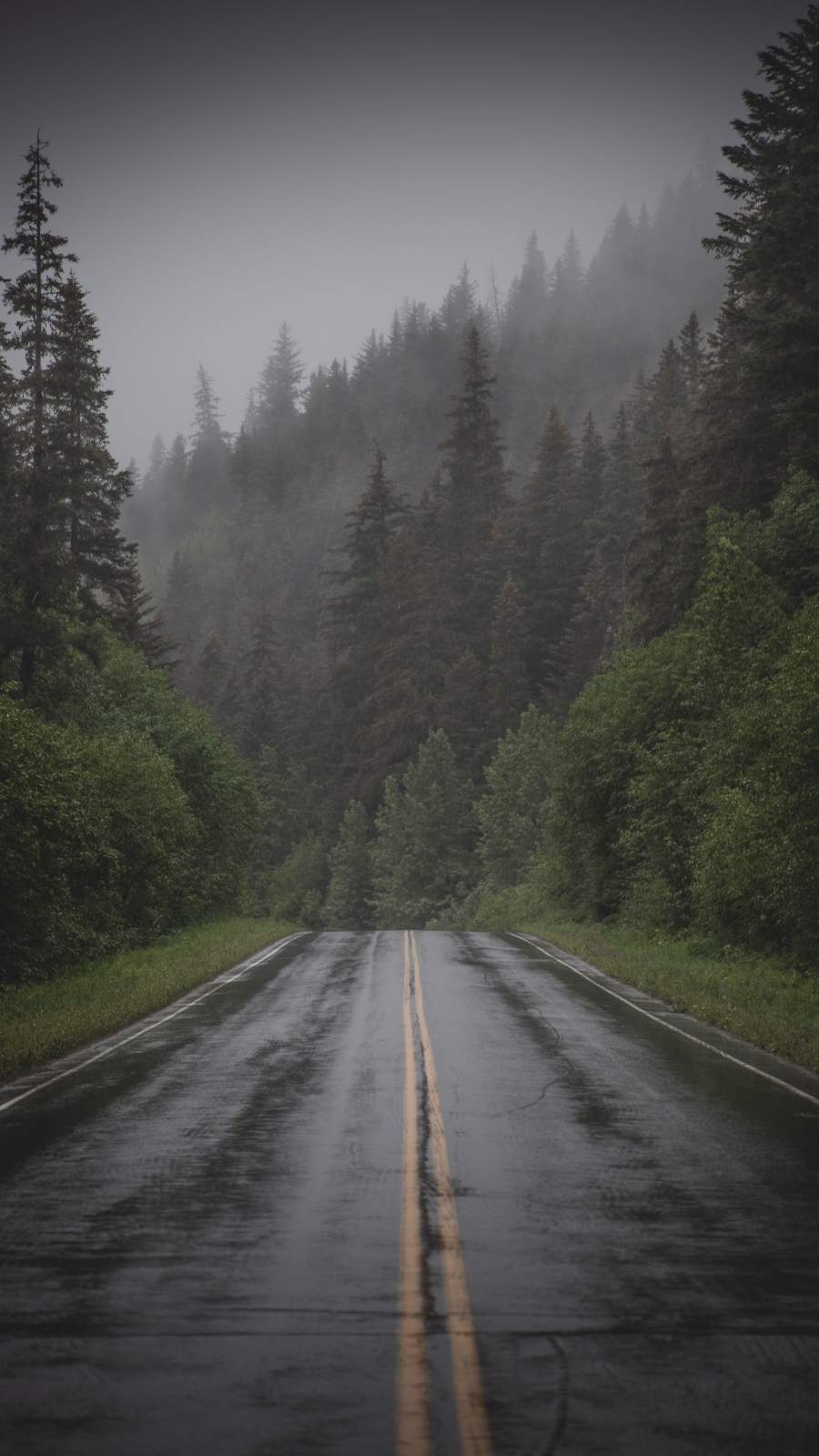 900x1600 Wet Road Mist Forest, Phone