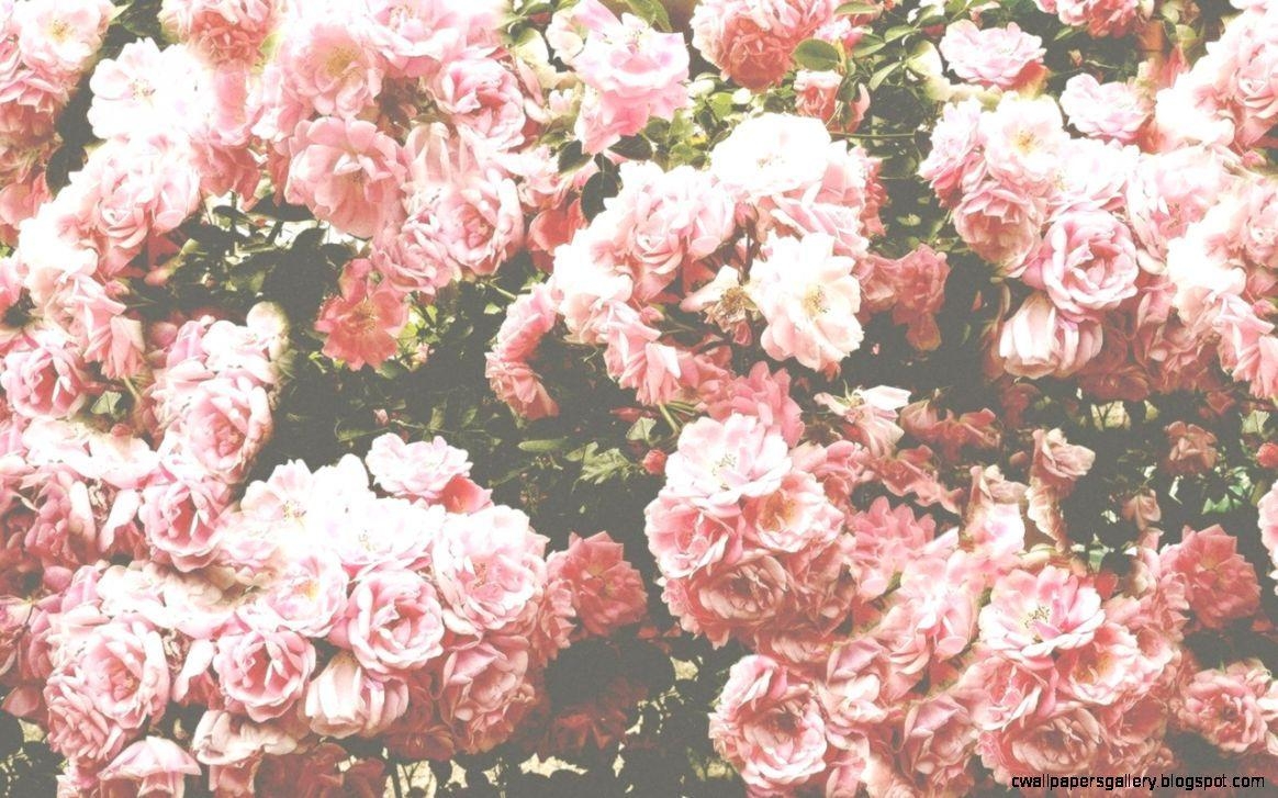 1170x730 Vintage Roses Wallpaper Tumblr, Desktop