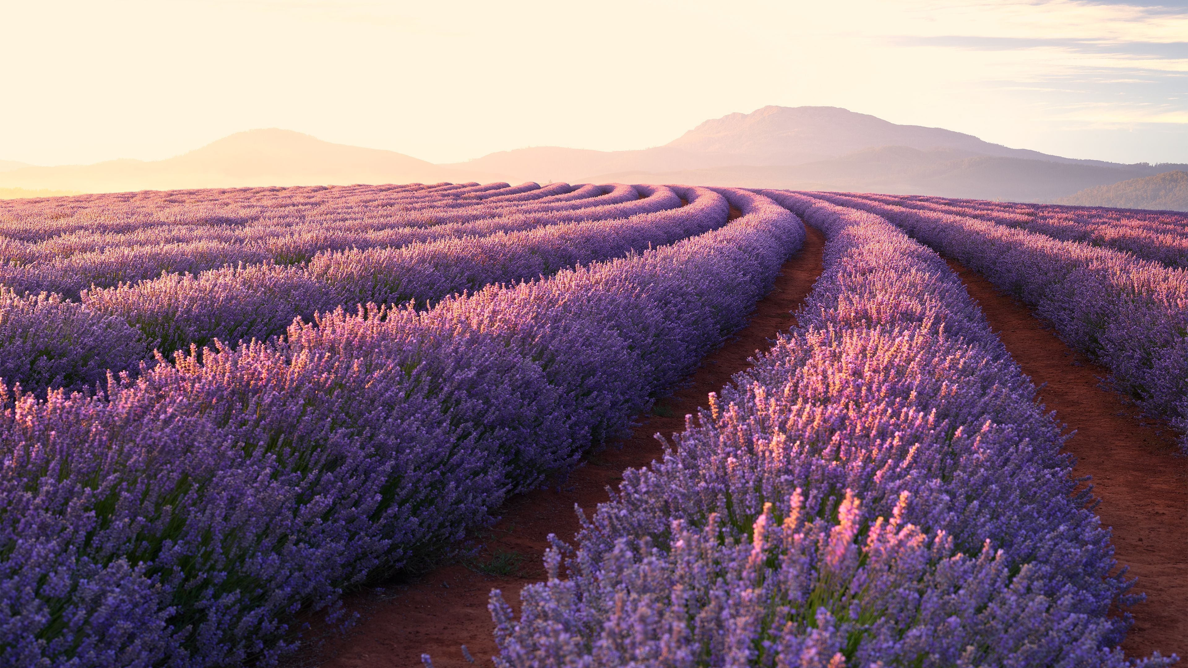 3840x2160 Lavender Wallpaper Free Lavender Background, Desktop