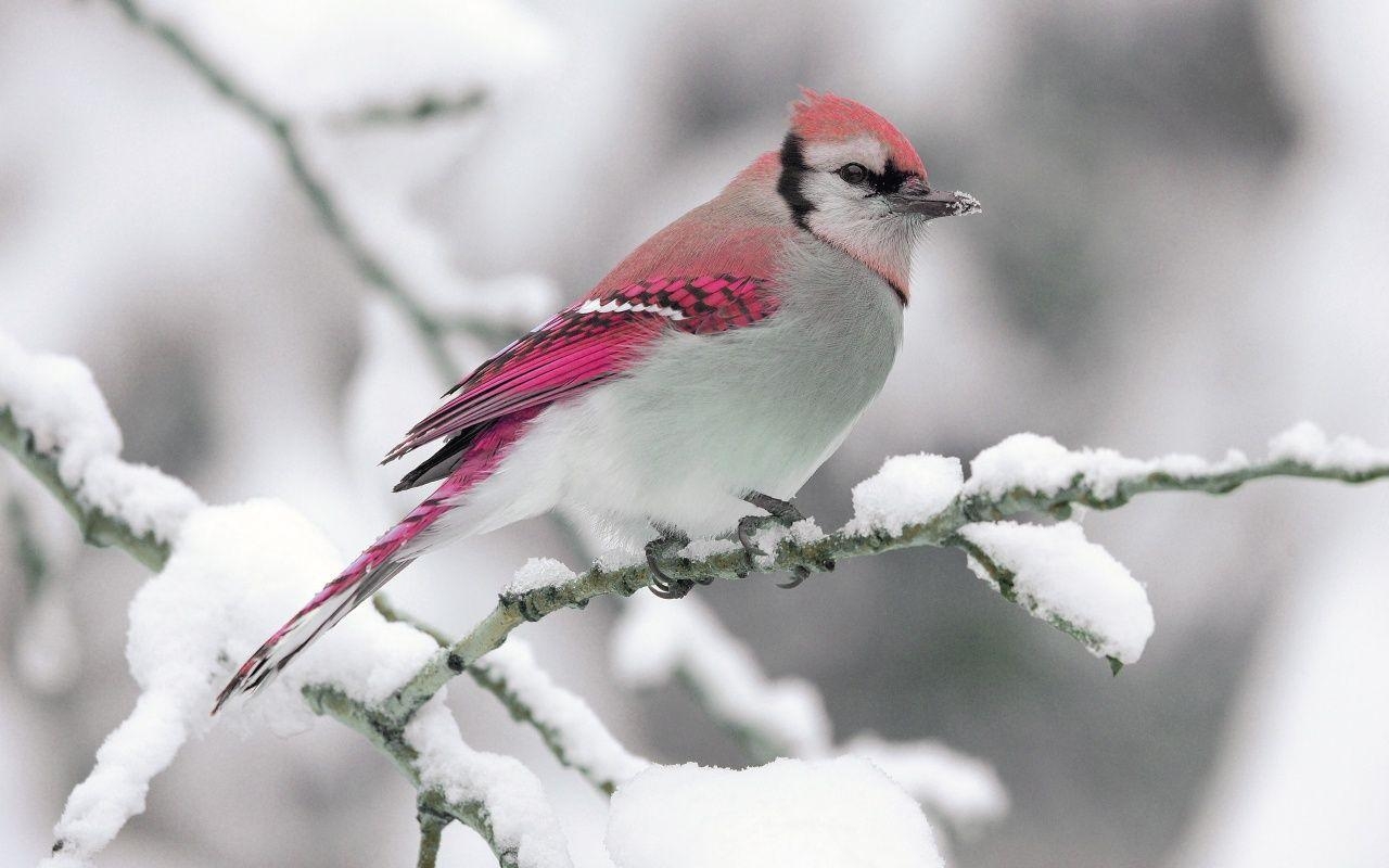 1280x800 Cute Sparrow Wallpaper Wallpaper Wallpaper. Birds, Desktop