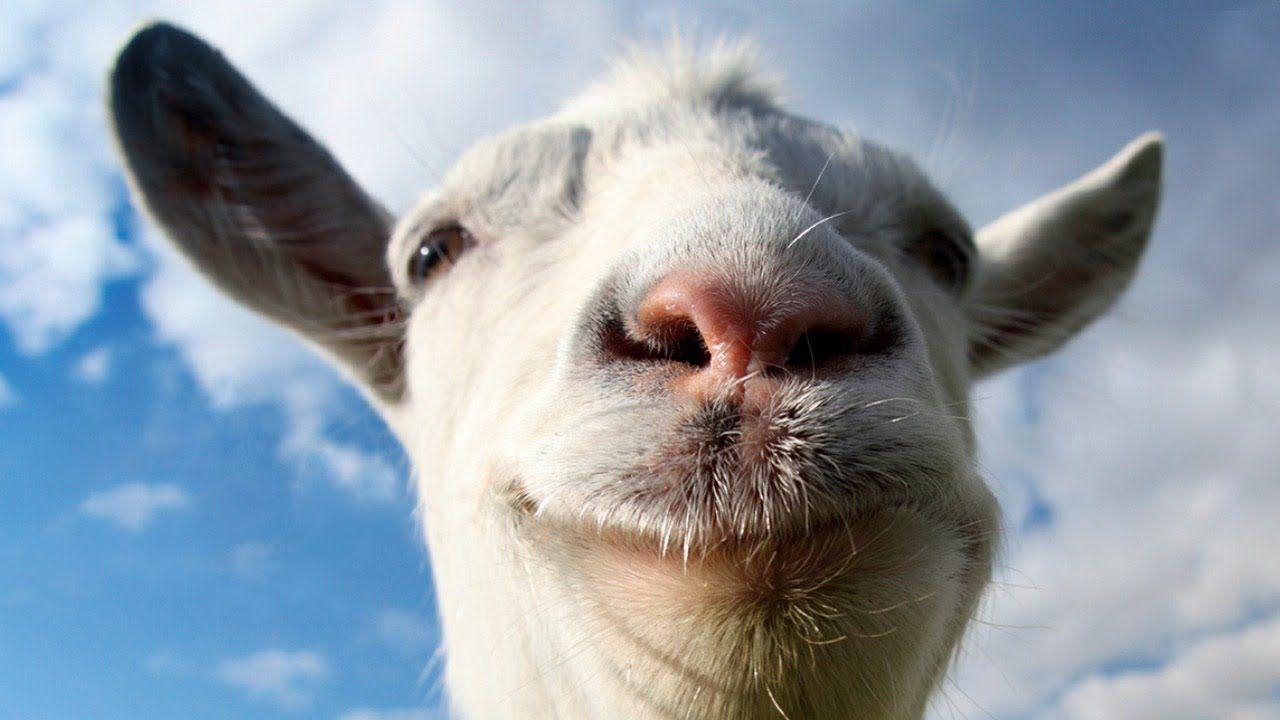 1280x720 Goat HD Wallpaper, Desktop