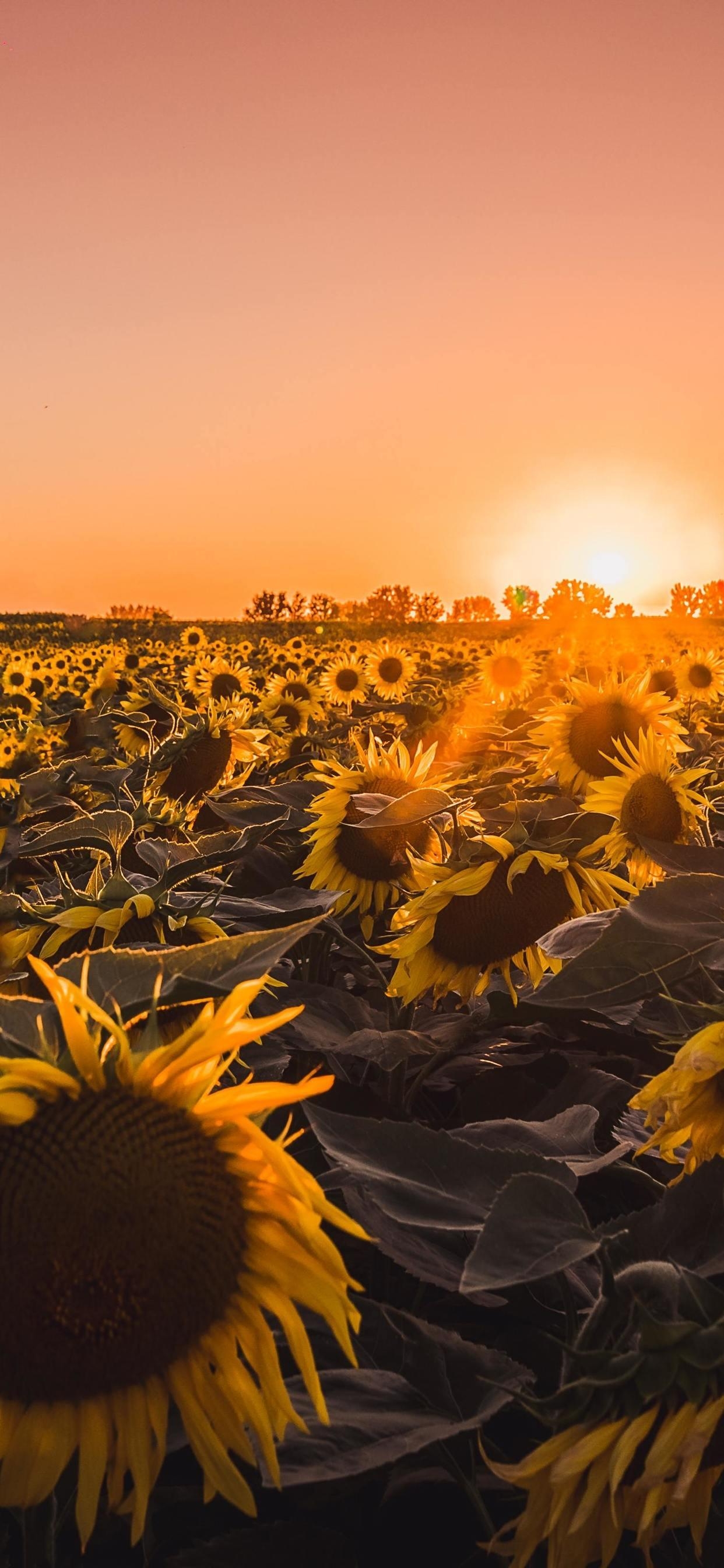 1250x2690 Sunflower Wallpaper iPhone Xs Max, Phone