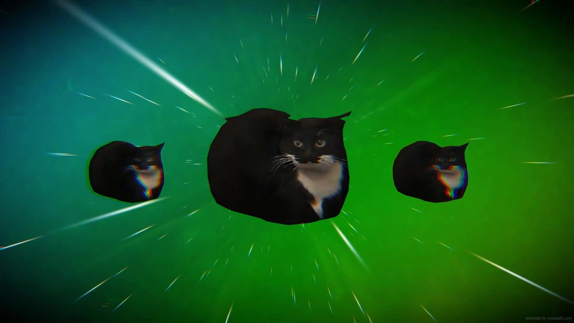 1920x1080 Maxwell The Cat Live Wallpaper, Animated Wallpaper, Desktop