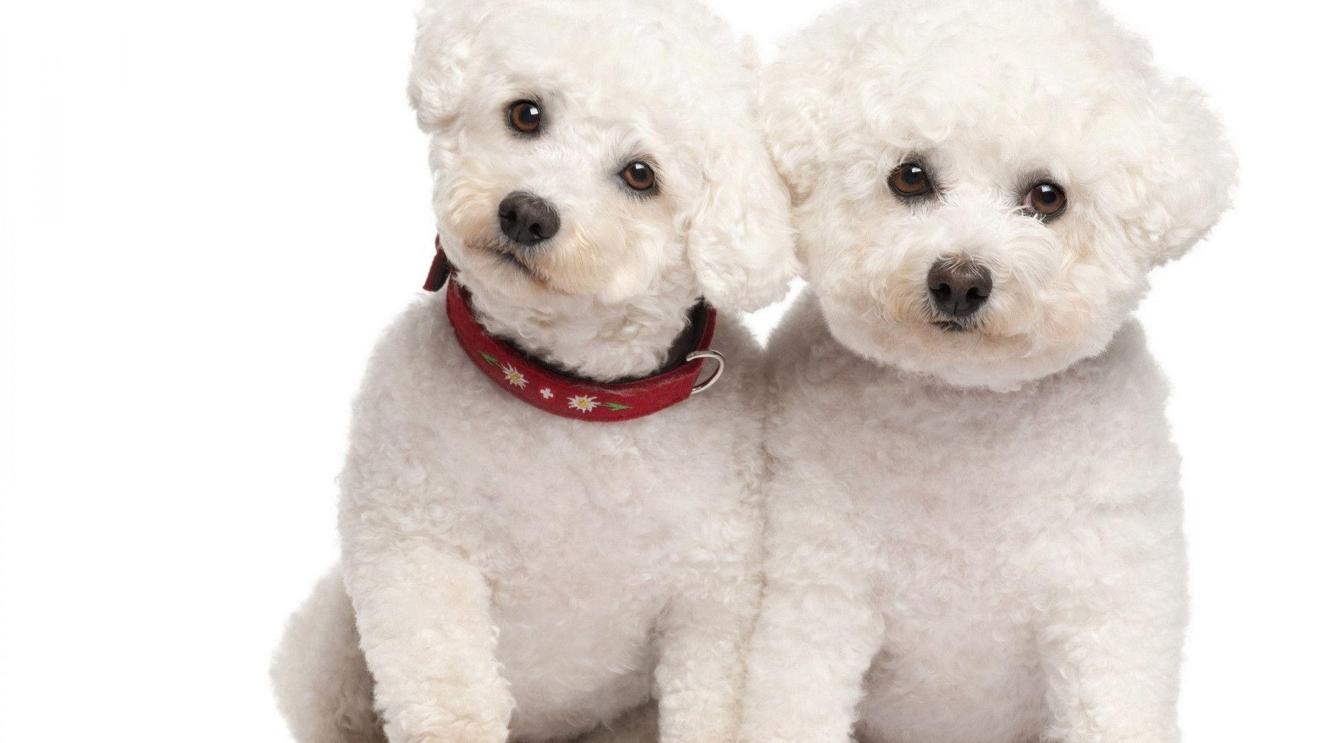 1920x1080 Poodle Dog Wallpaper. Poodle Dog Picture, Desktop