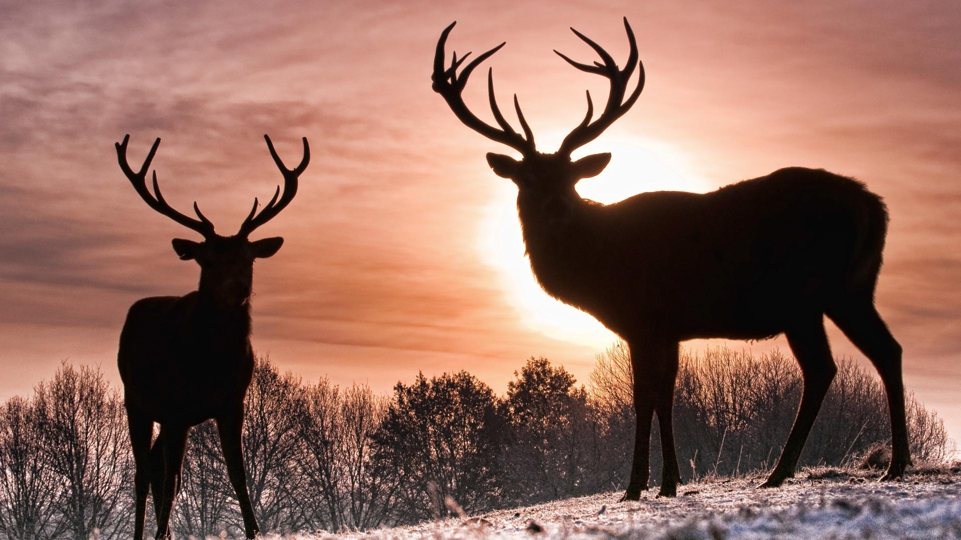 1920x1080 Free Whitetail Deer Wallpaper  (264.8 KB), Desktop