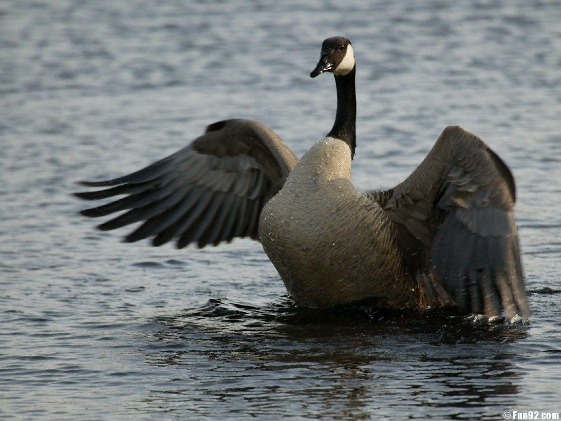 1160x870 Goose Wallpaper, Desktop