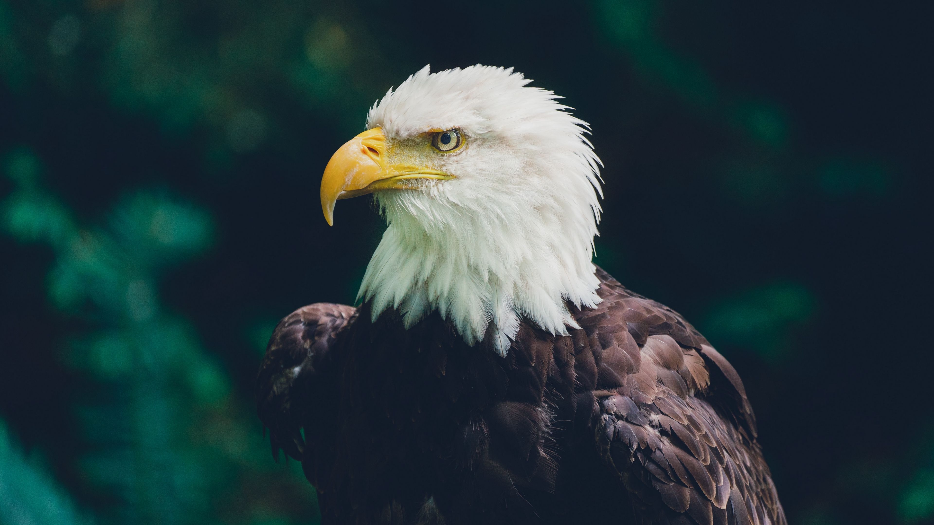 3840x2160 Download wallpaper  eagle, bird, glance, predator, wildlife 4k uhd 16:9 HD background, Desktop