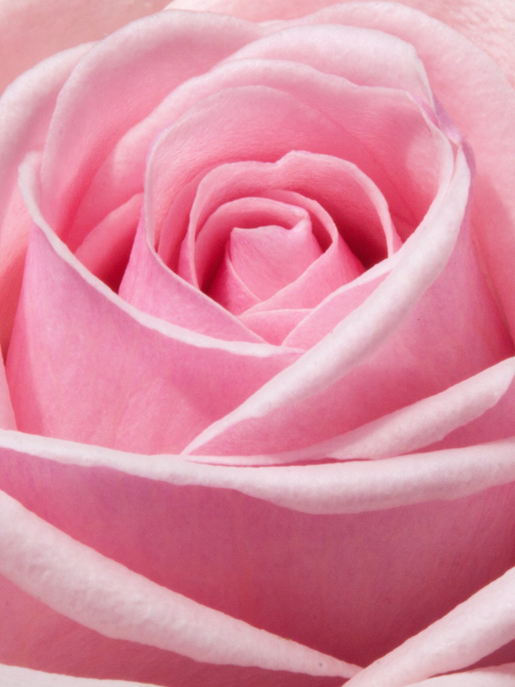 2050x2740 Pink Rose Wallpaper, Android & Desktop Background, Phone