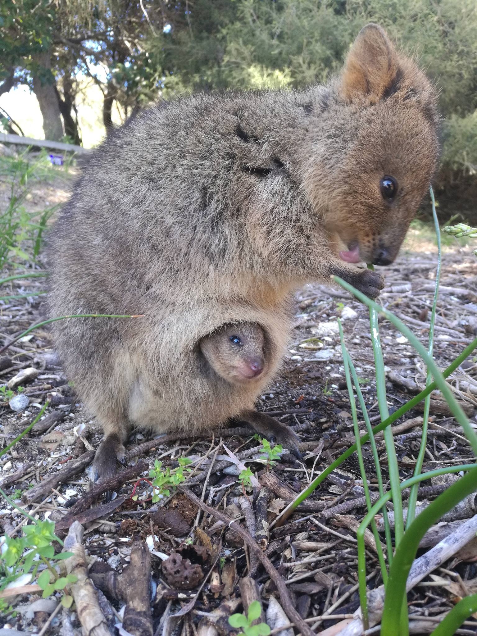 1540x2050 Quokka Sleeping A Cute, Phone