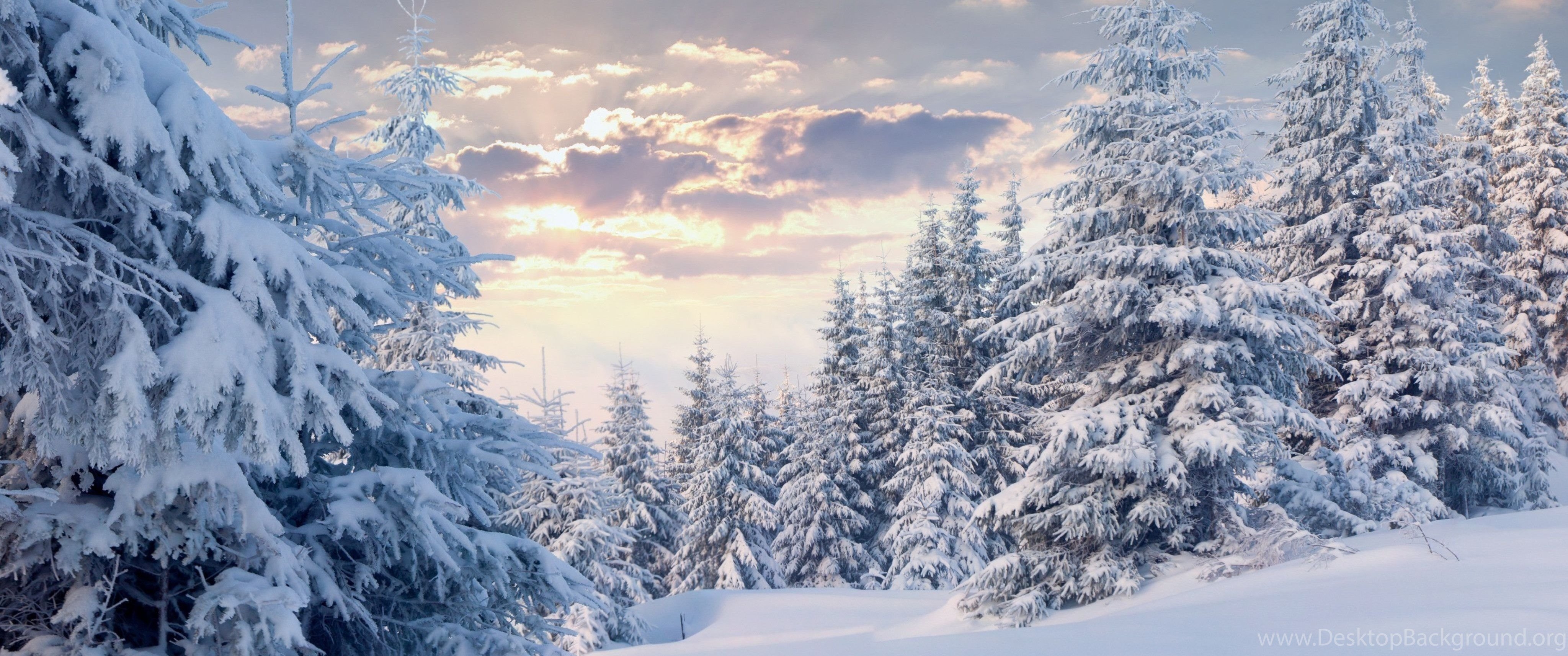 4100x1720 Winter Forest With Snow Wallpaper Wallpaper 4K 4096x2160, Dual Screen