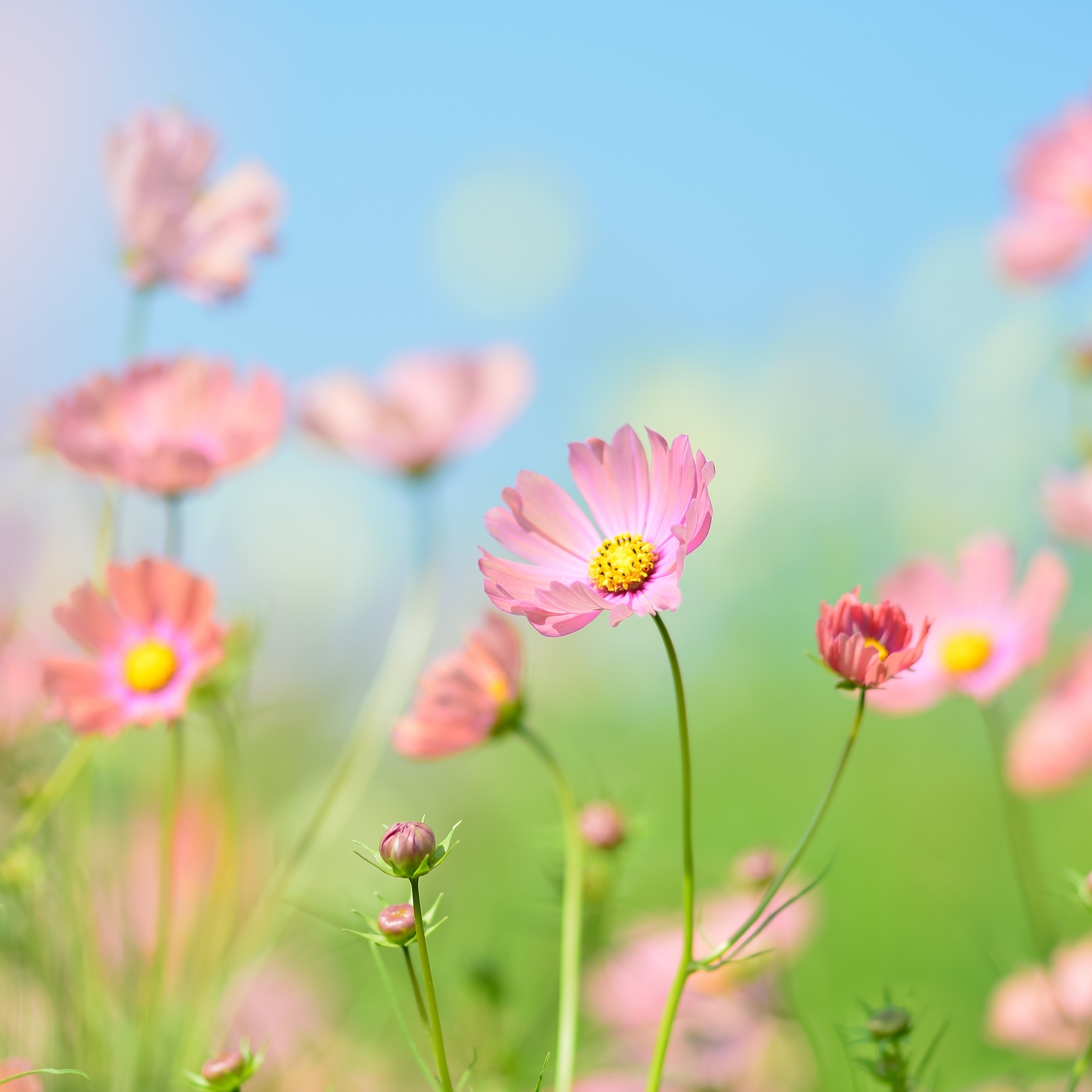 2740x2740 Flower garden Wallpaper 4K, Cosmos flowers, Summer, Flowers, Phone