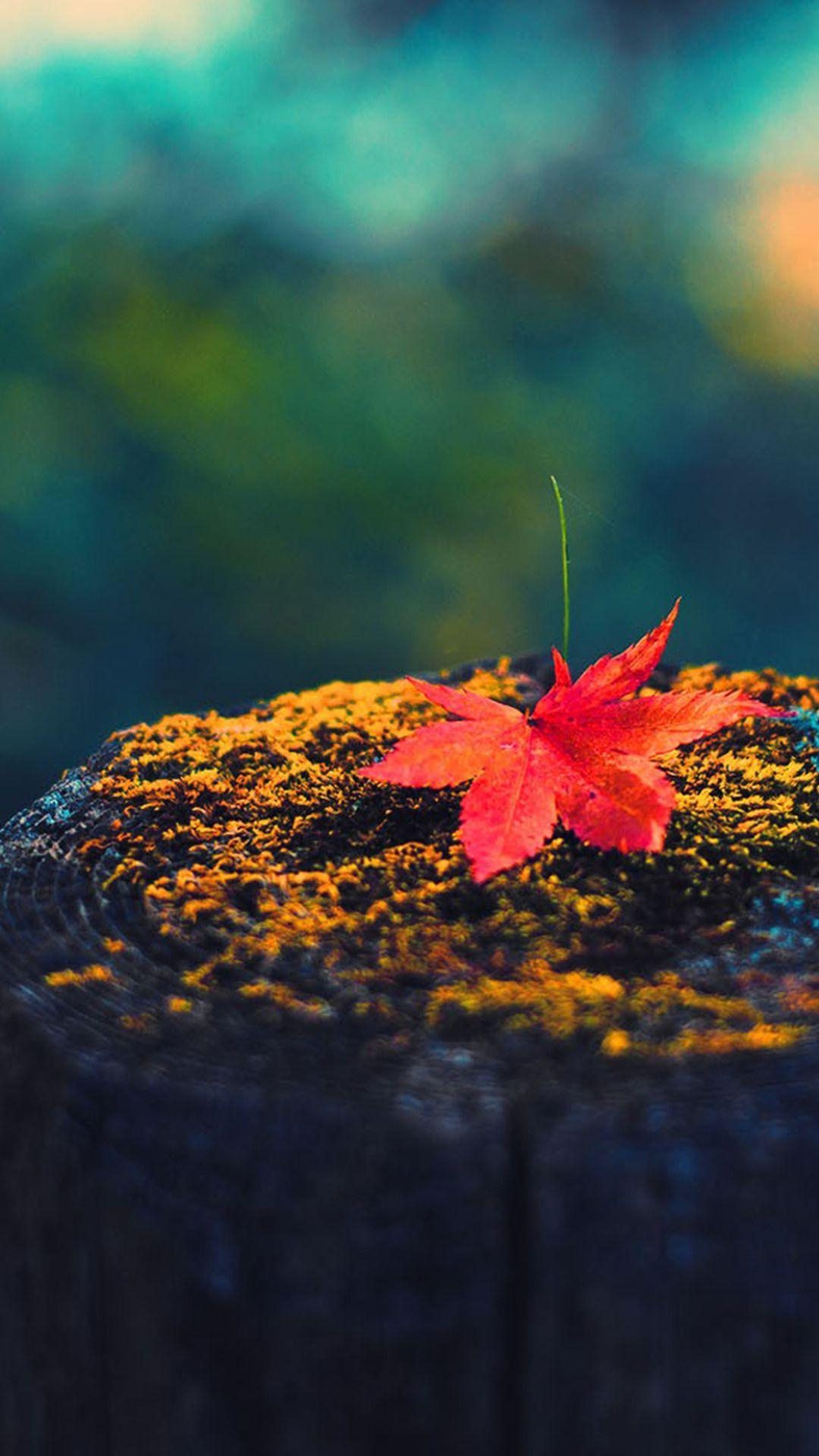 1080x1920 Nature Red Maple Leaf On Wood iPhone 6.com, Phone