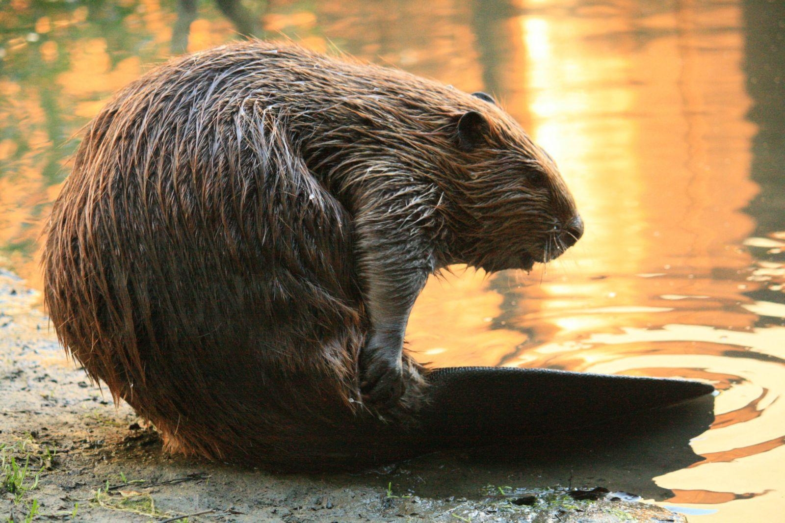 1600x1070 Beaver HD Background, Desktop